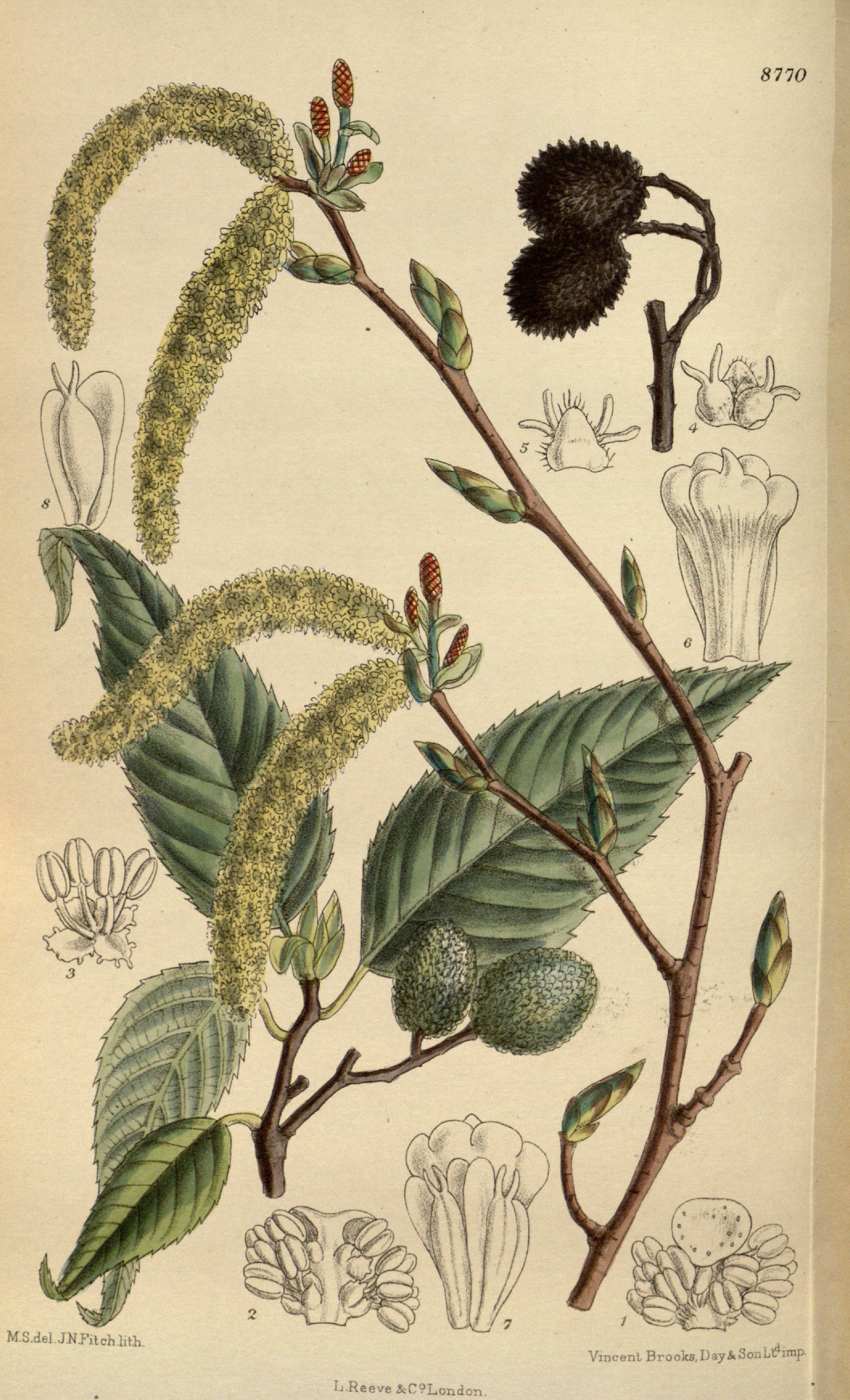 no full size  illustration available (3a)