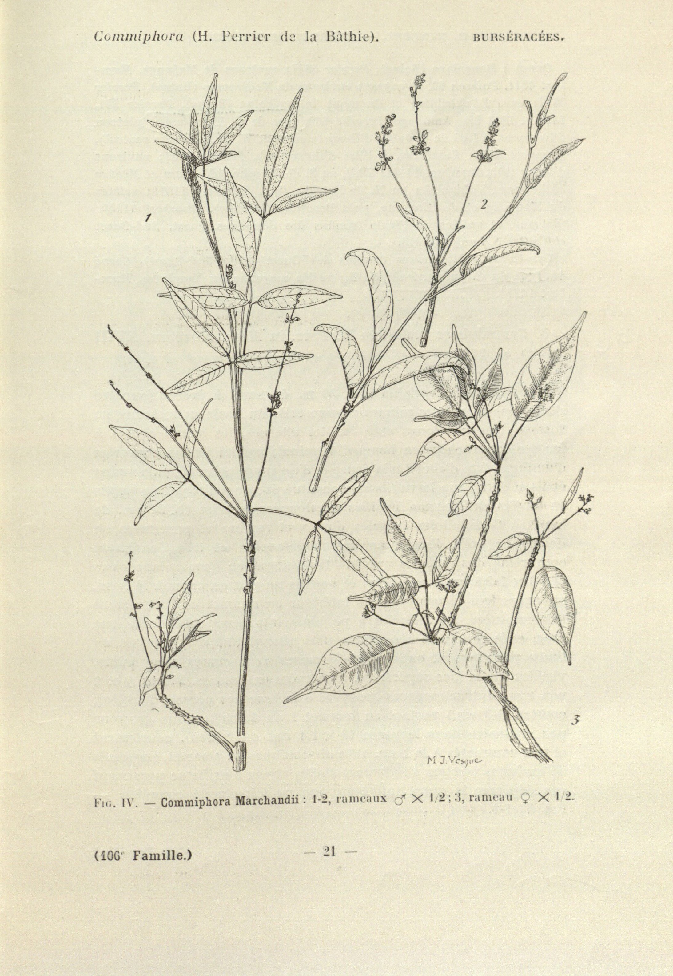 no full size  illustration available (3a)