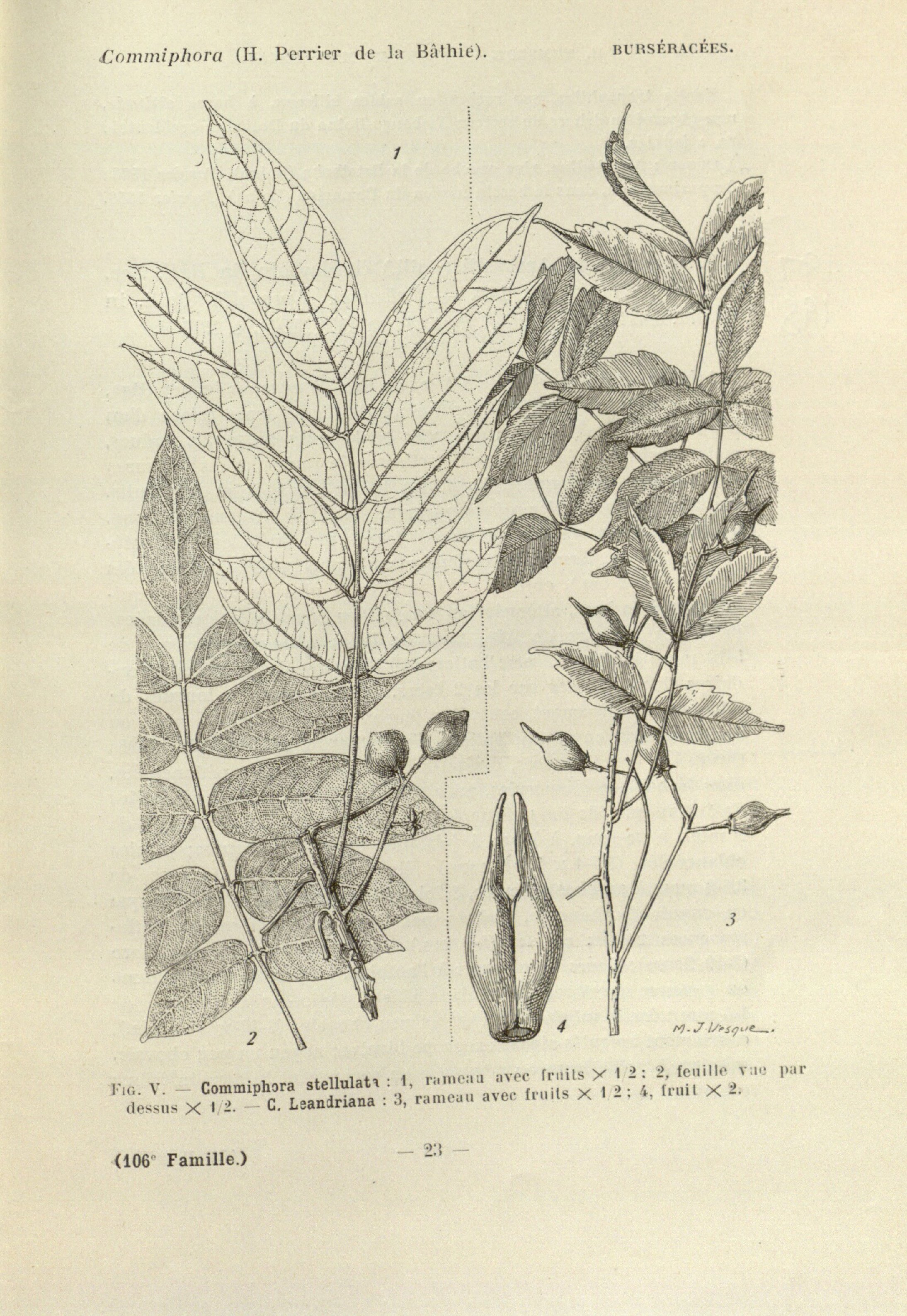 no full size  illustration available (3a)