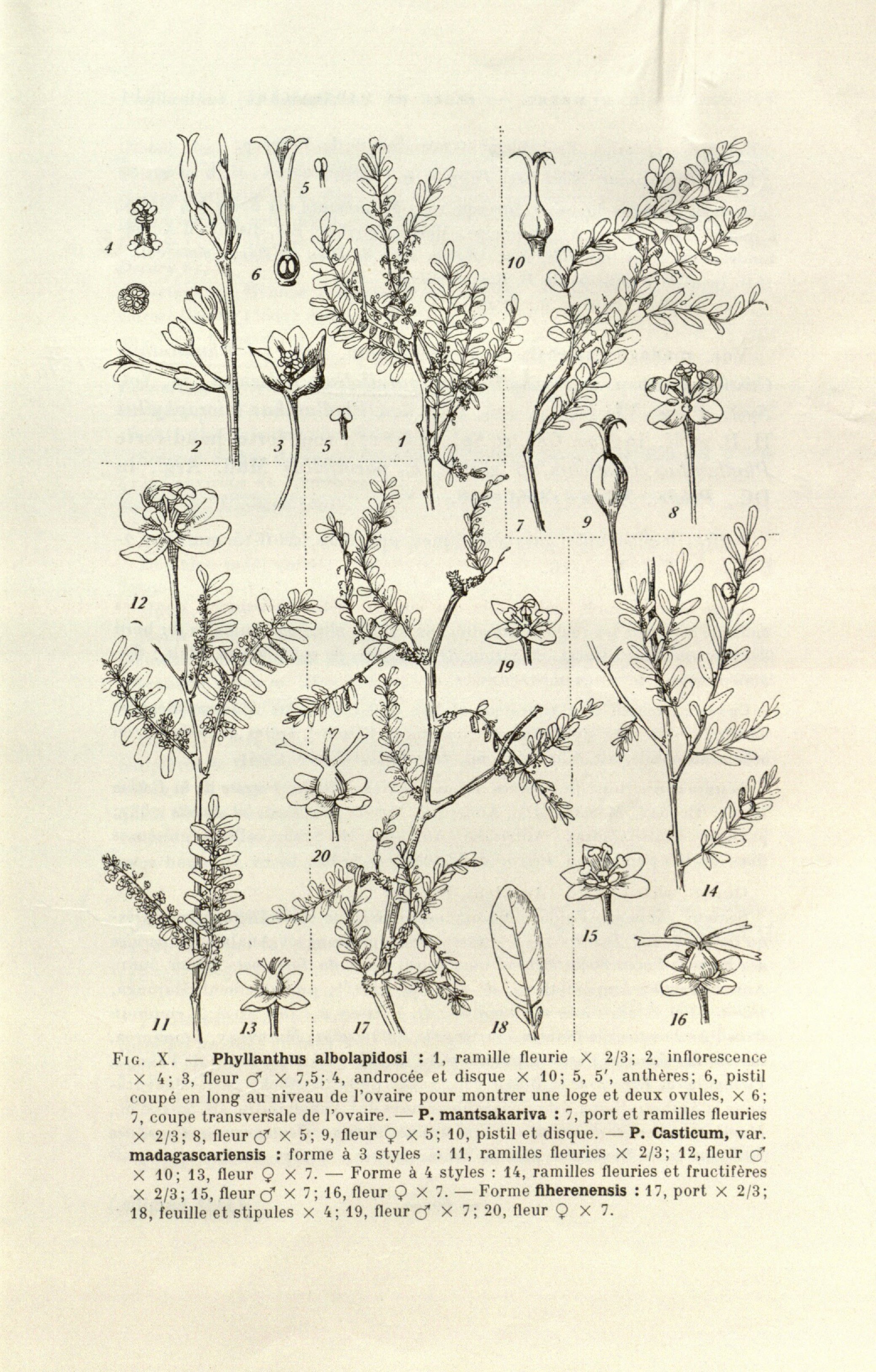 no full size  illustration available (3a)