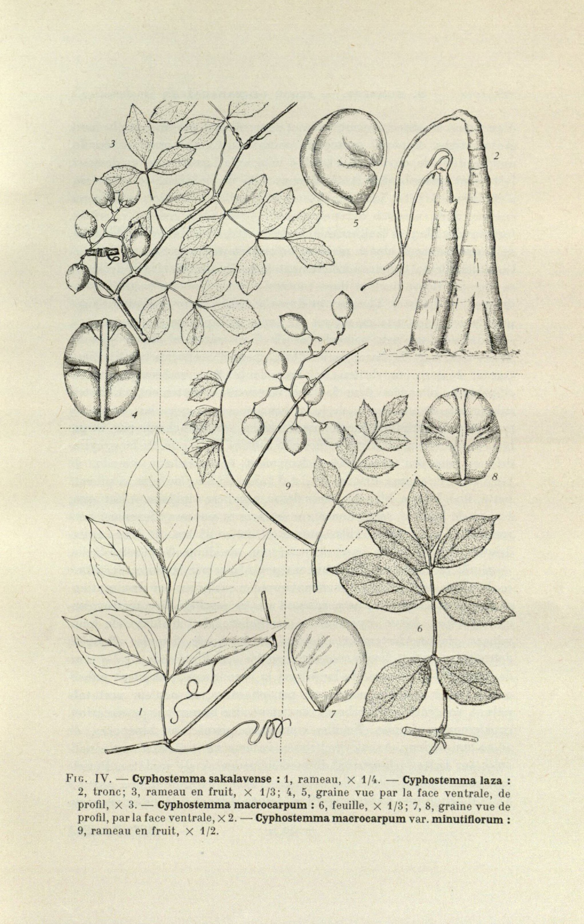 no full size  illustration available (3a)