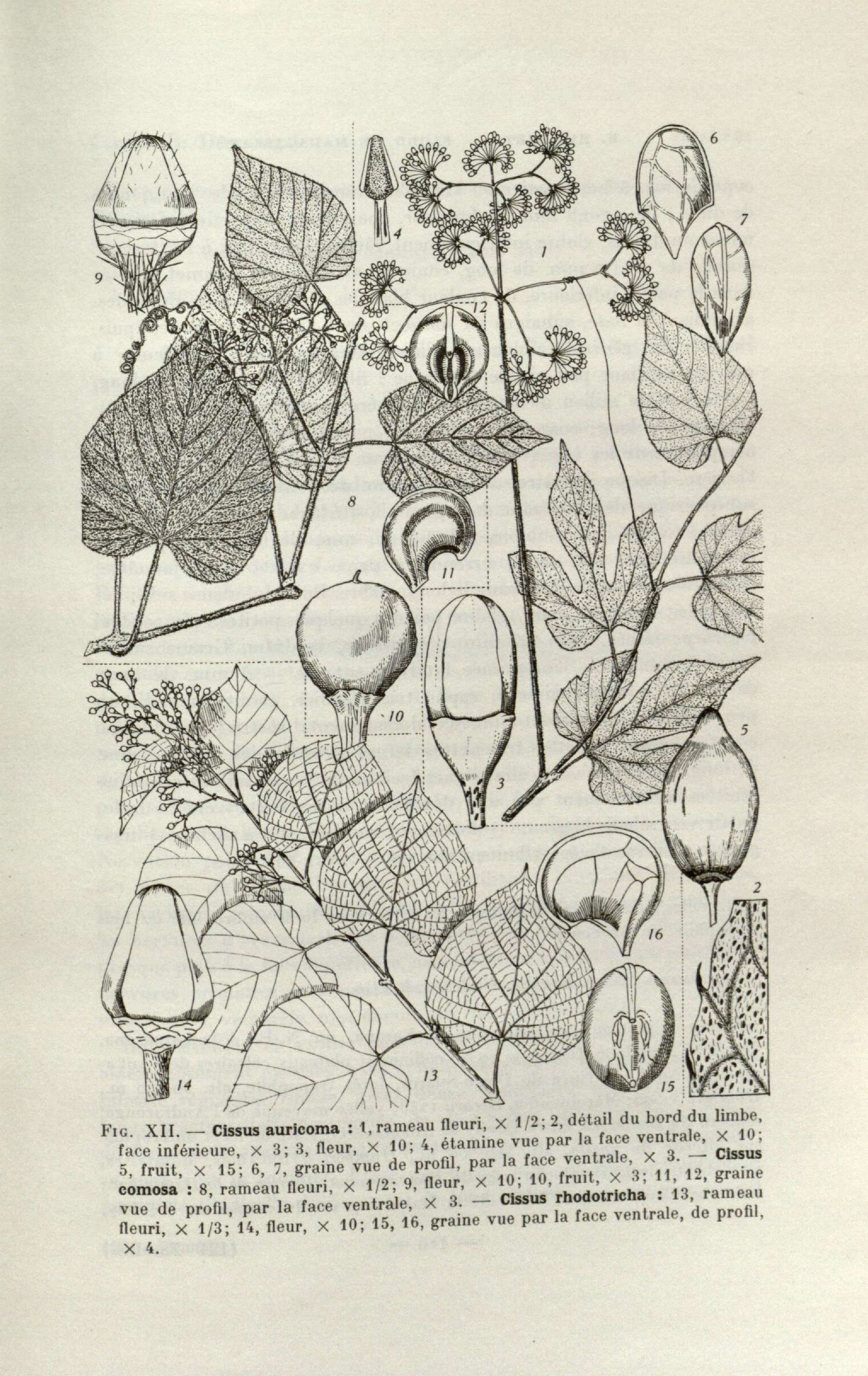 no full size  illustration available (3a)