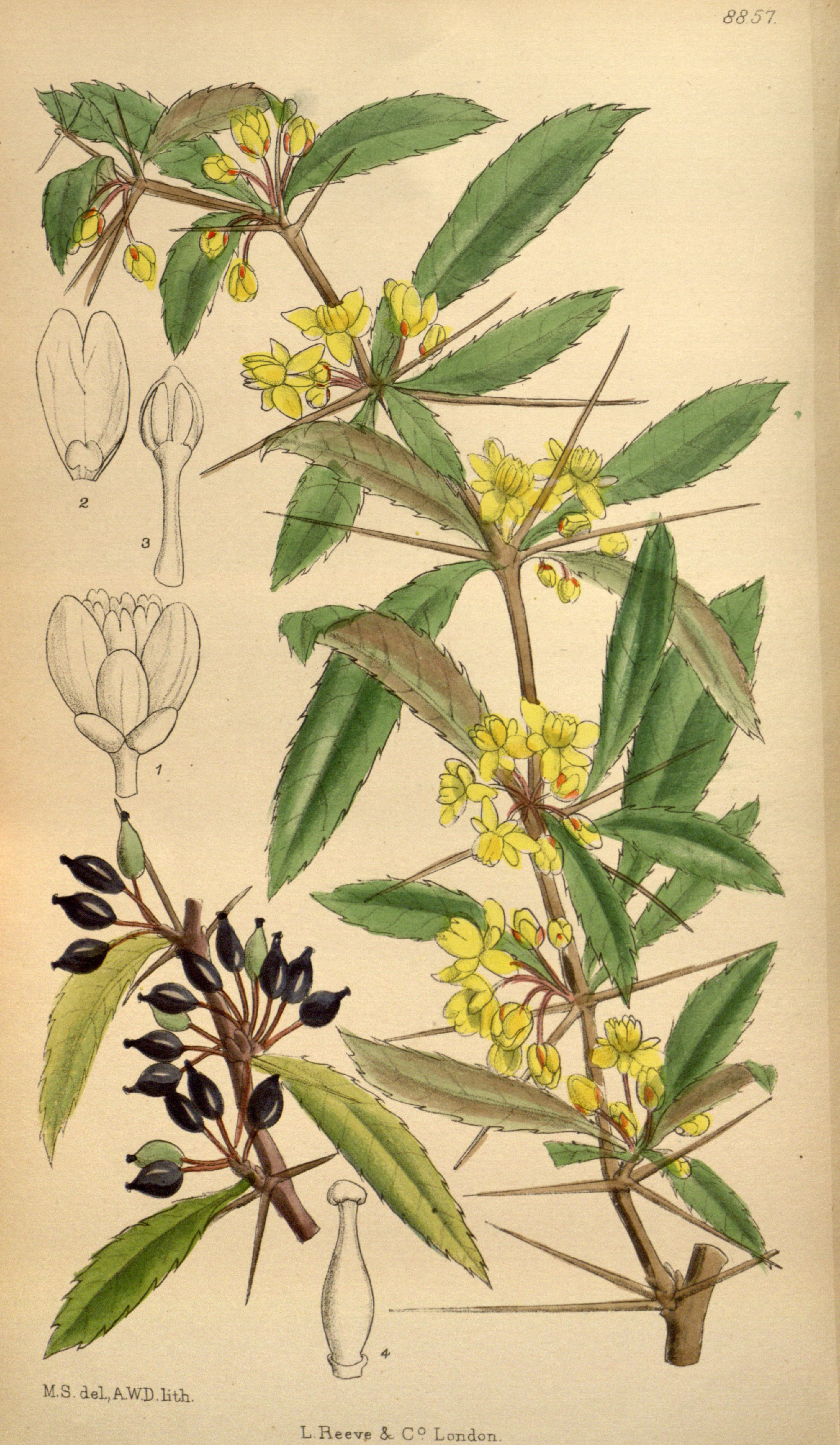 no full size  illustration available (3a)