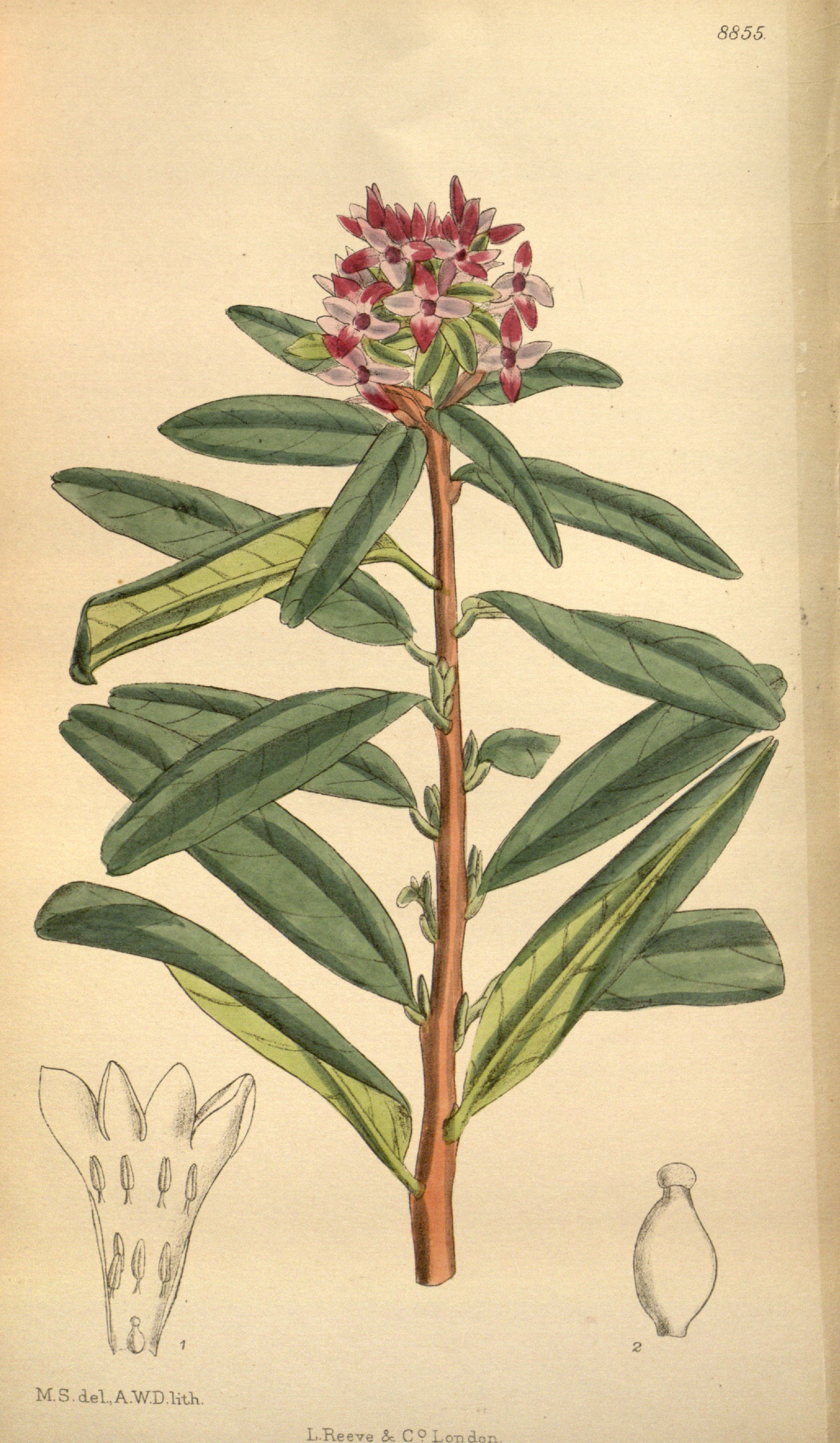 no full size  illustration available (3a)