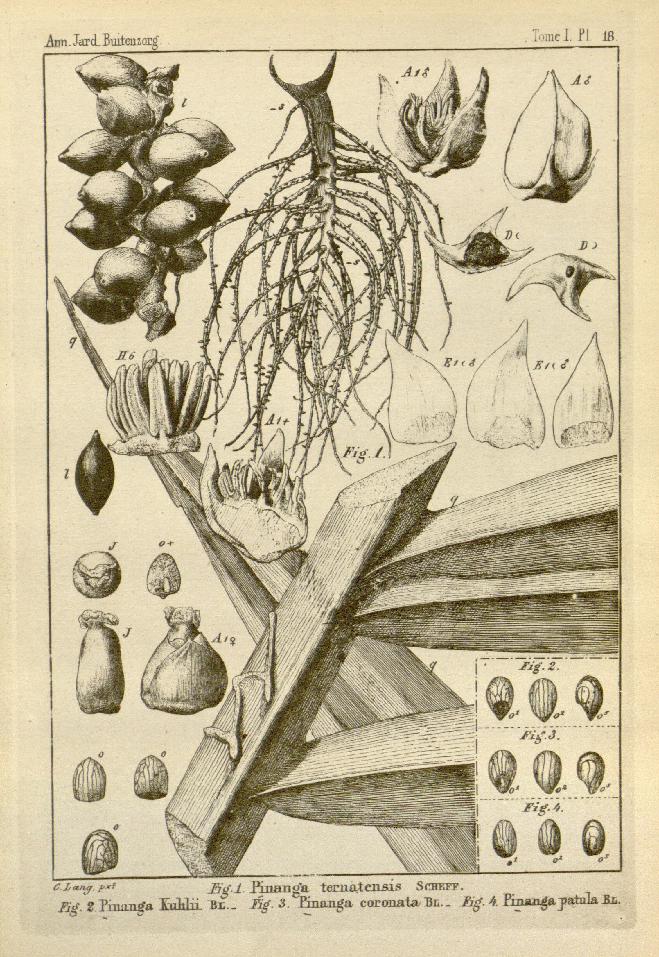 no full size  illustration available (3a)