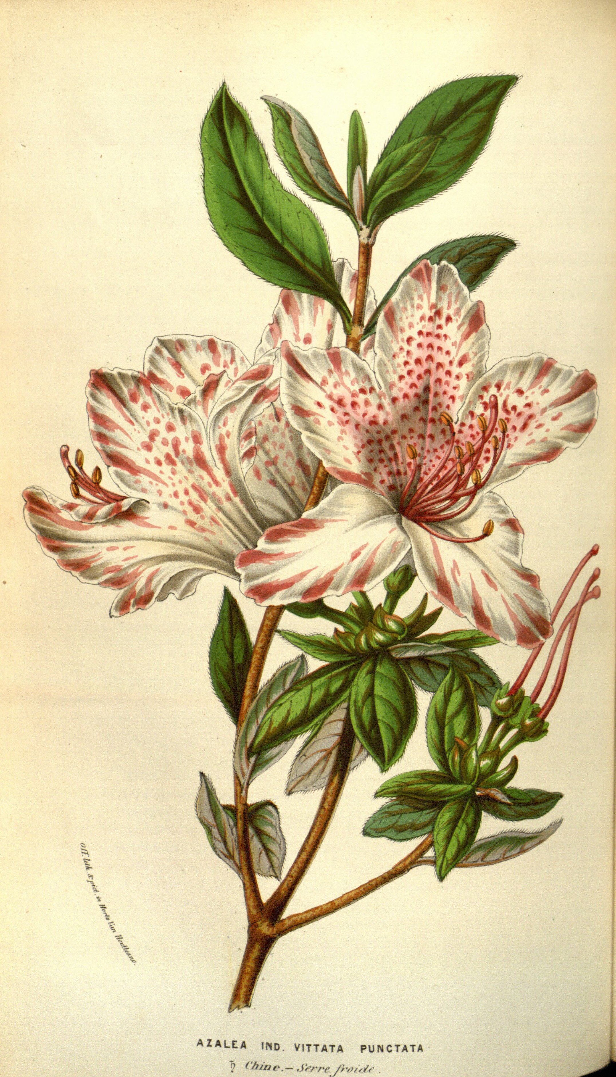 no full size  illustration available (3a)