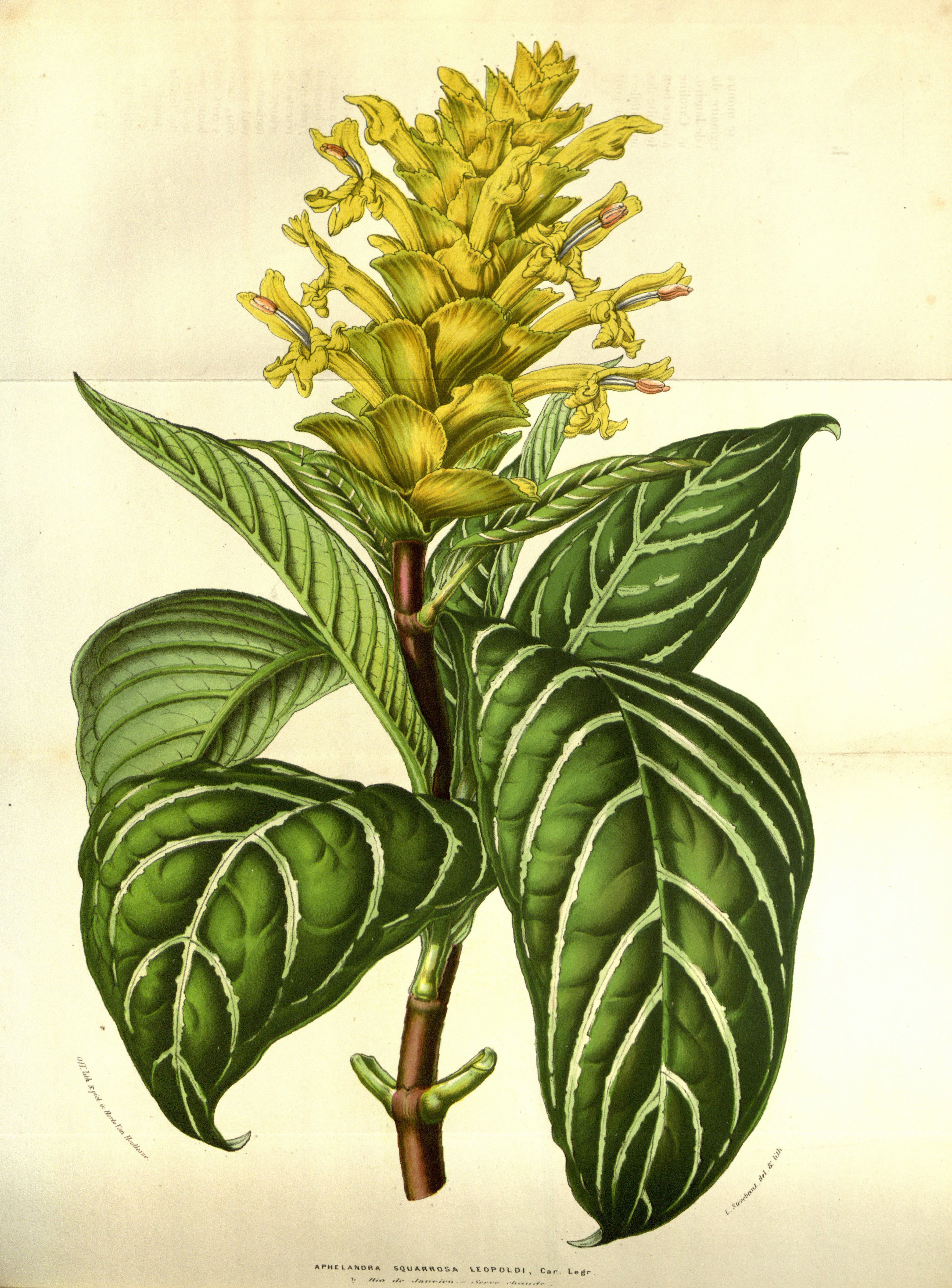 no full size  illustration available (3a)