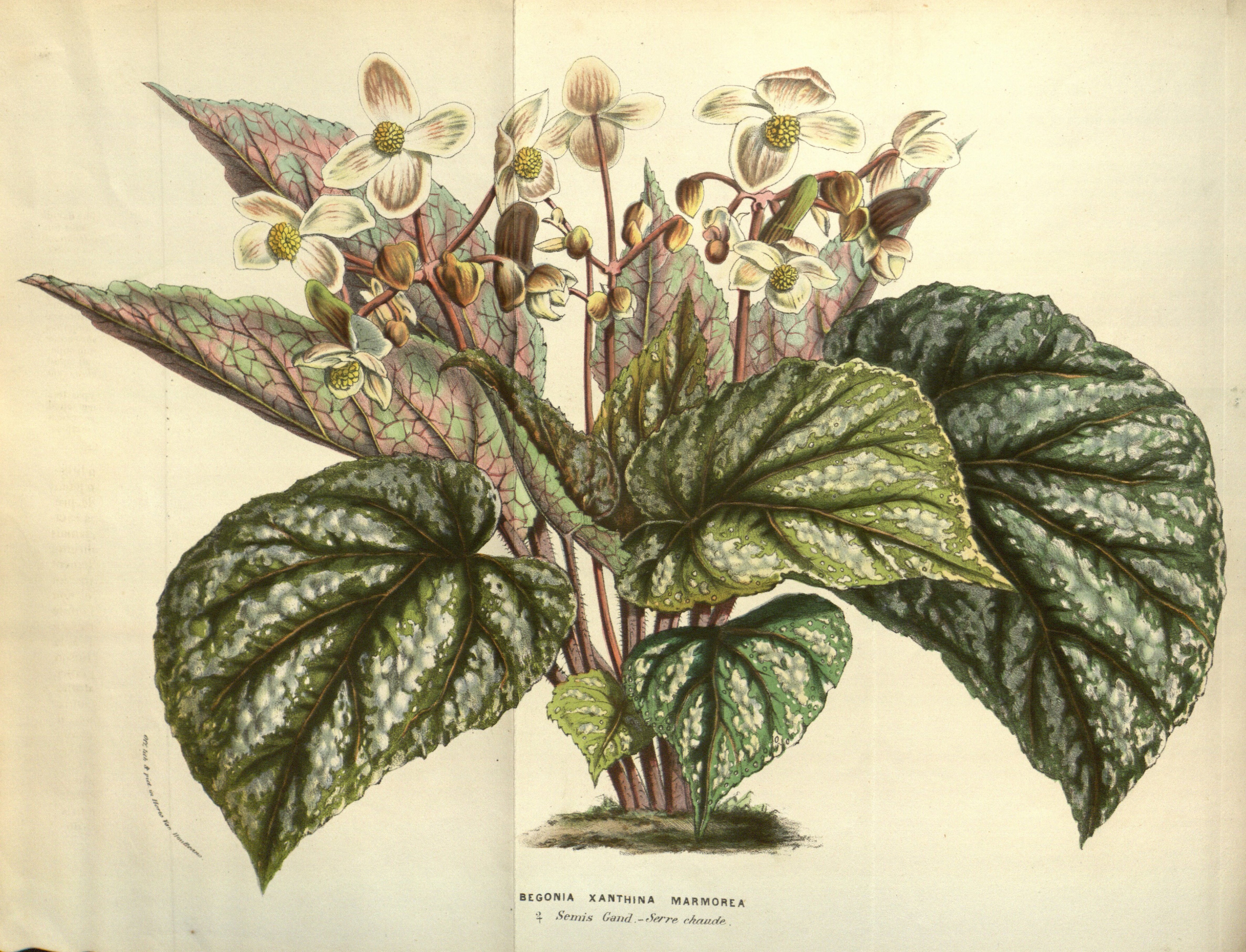 no full size  illustration available (3a)