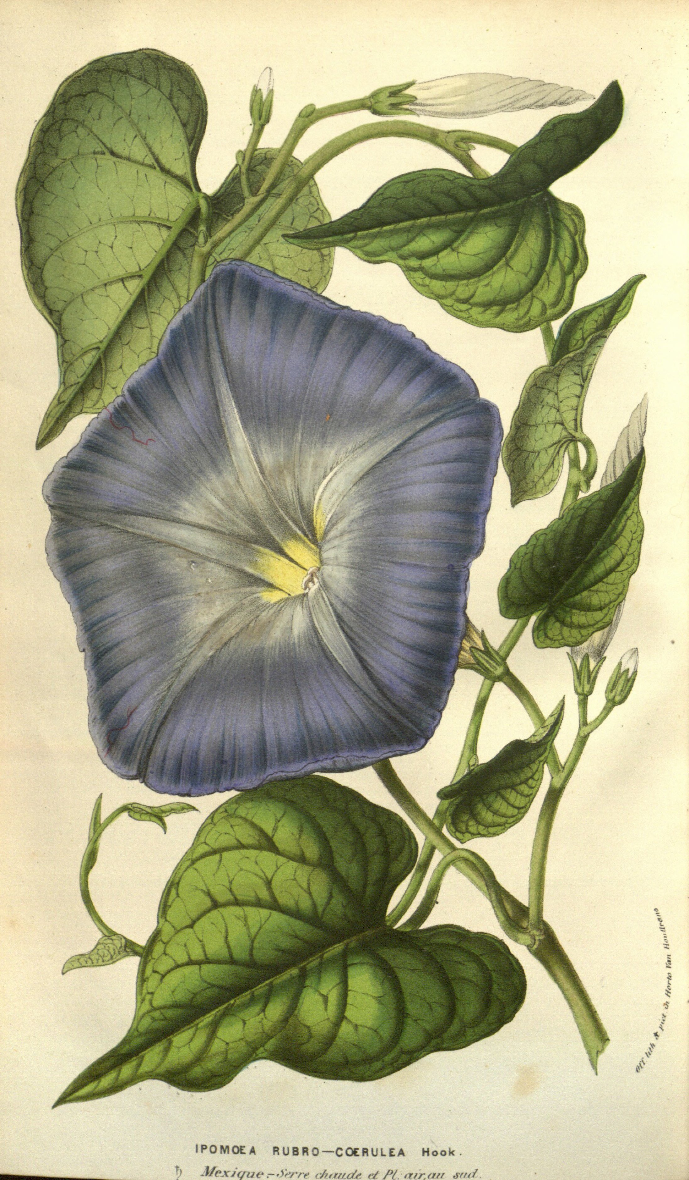 no full size  illustration available (3a)