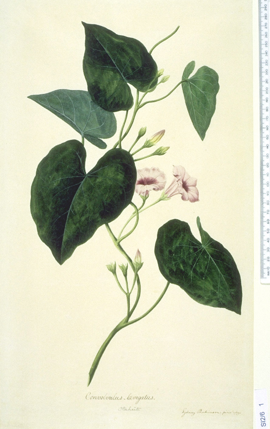 no full size  illustration available (3a)