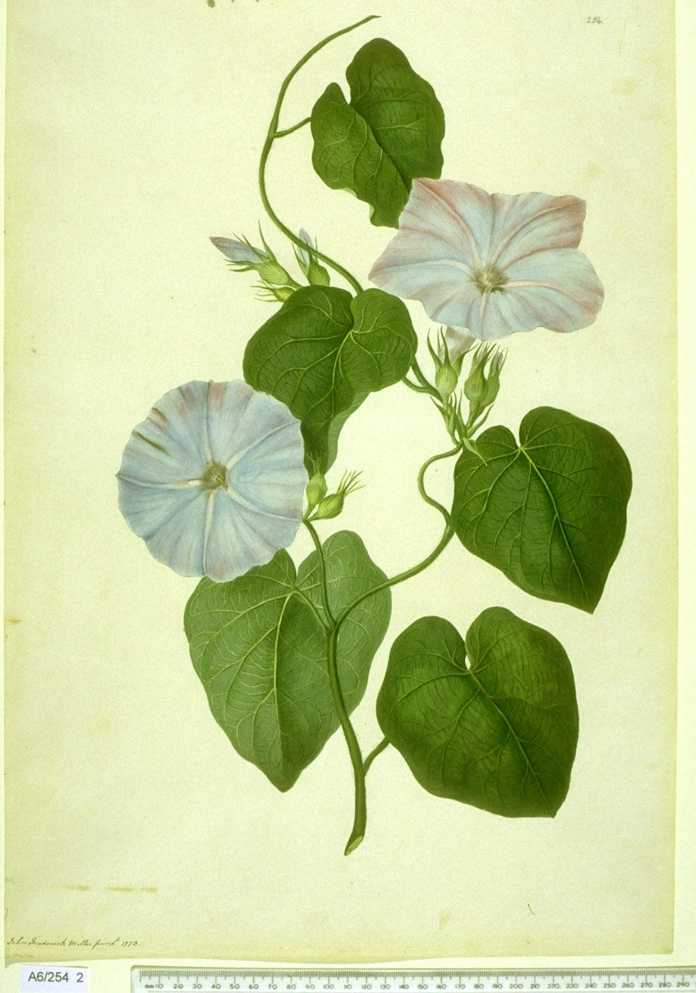 no full size  illustration available (3a)