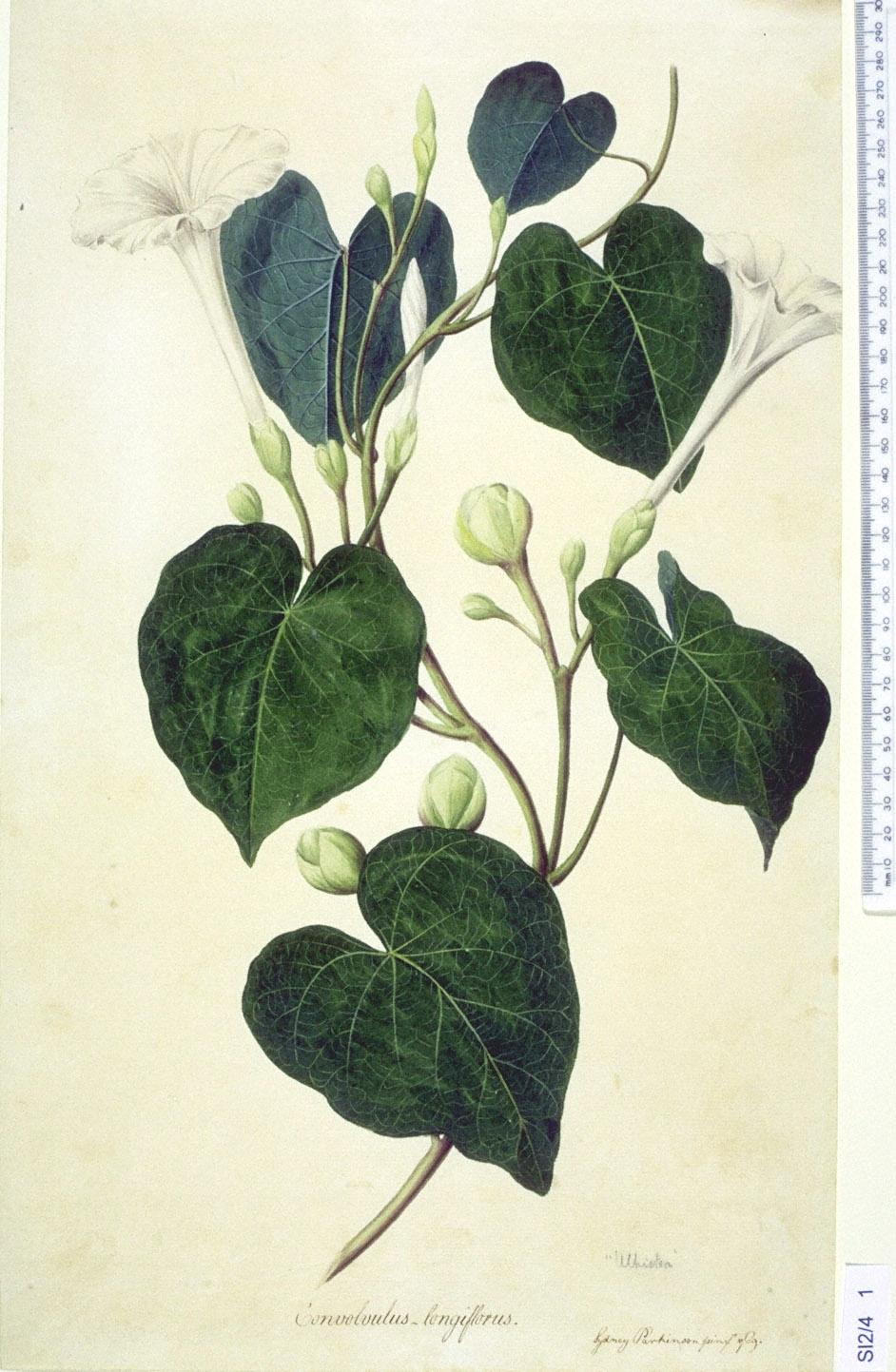 no full size  illustration available (3a)