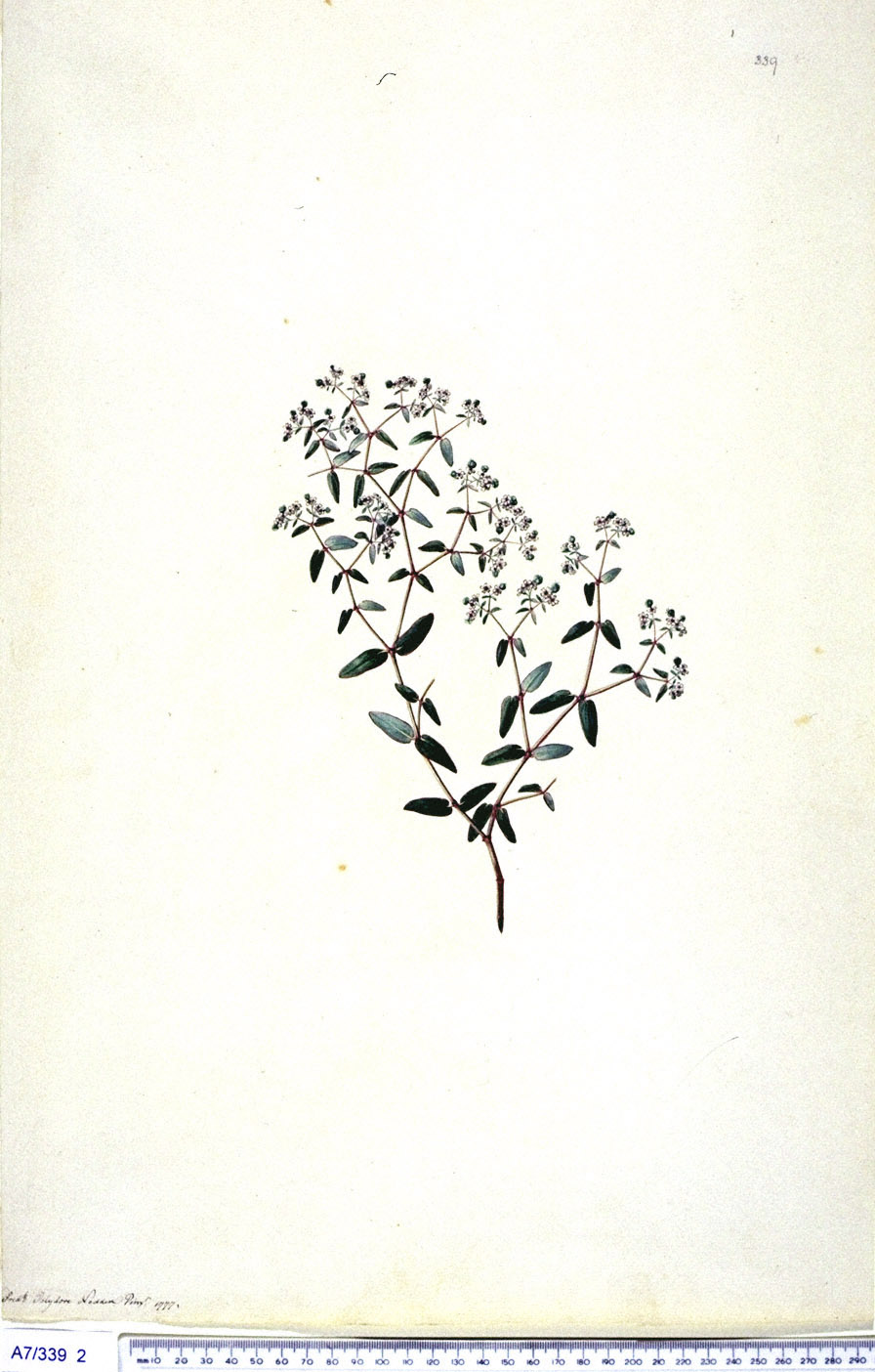 no full size  illustration available (3a)