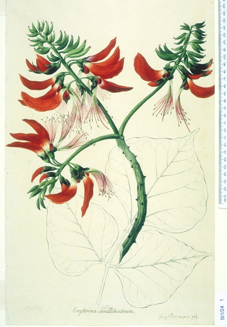 no full size  illustration available (3a)