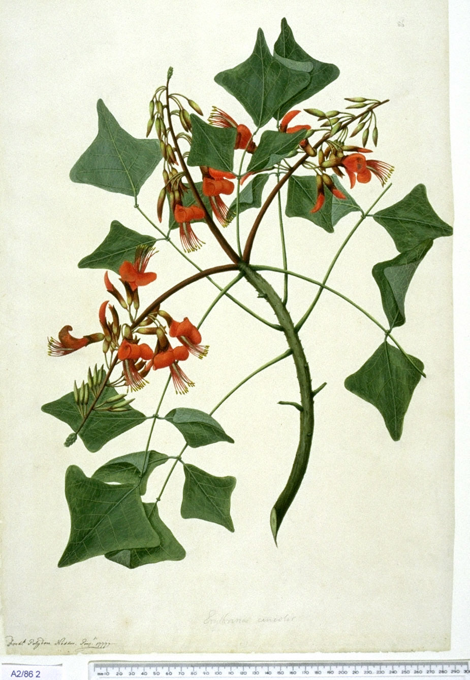 no full size  illustration available (3a)