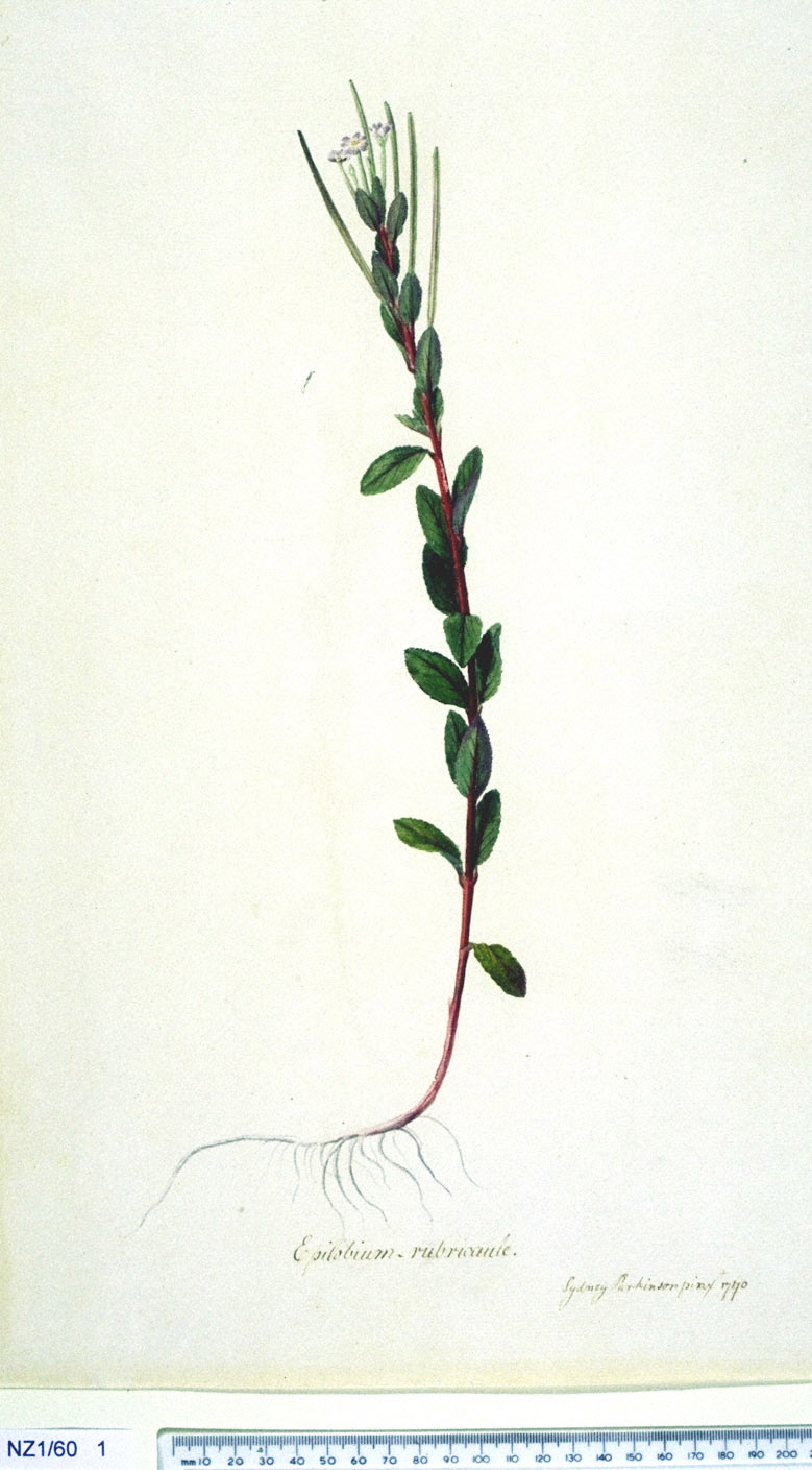 no full size  illustration available (3a)