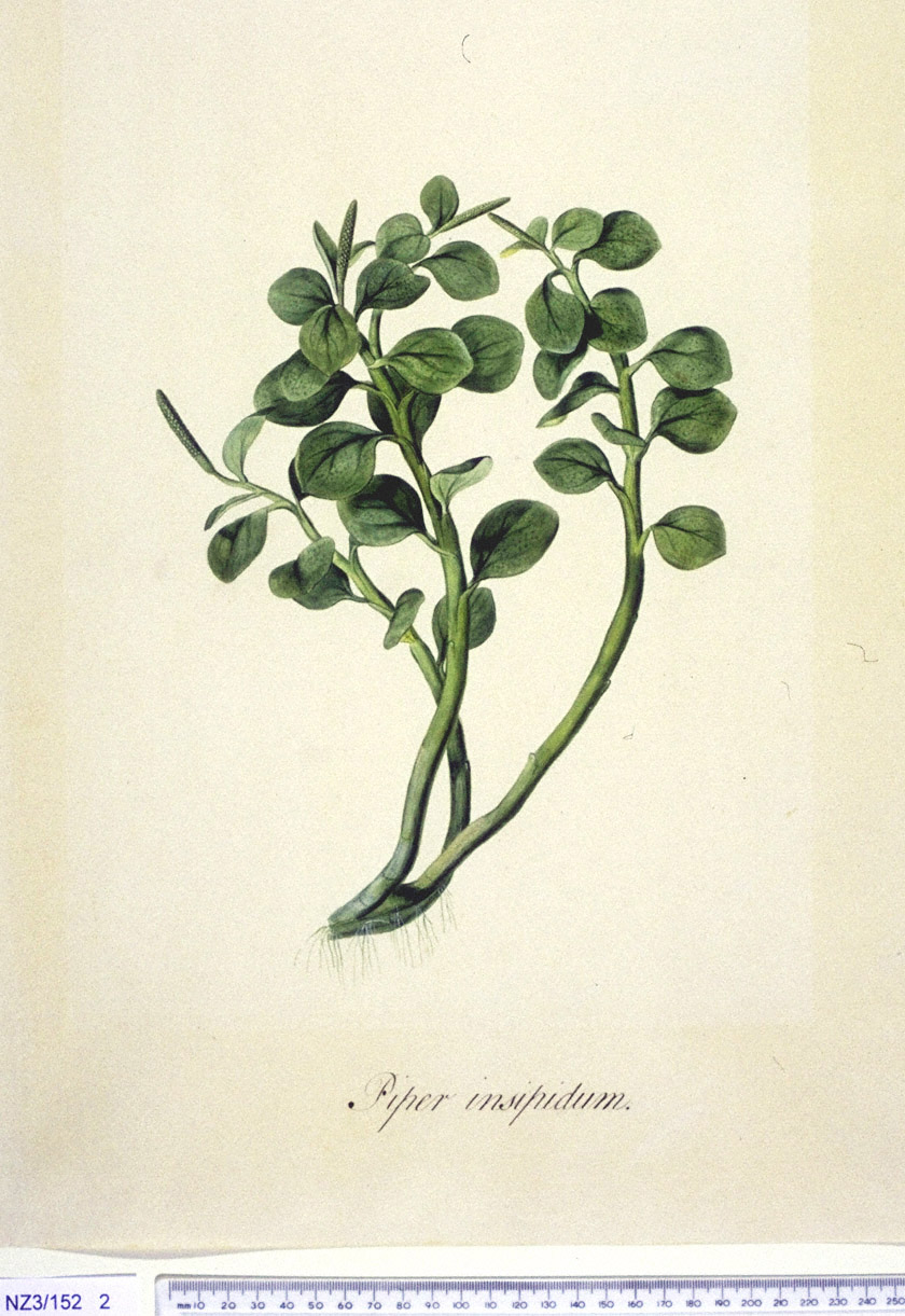 no full size  illustration available (3a)