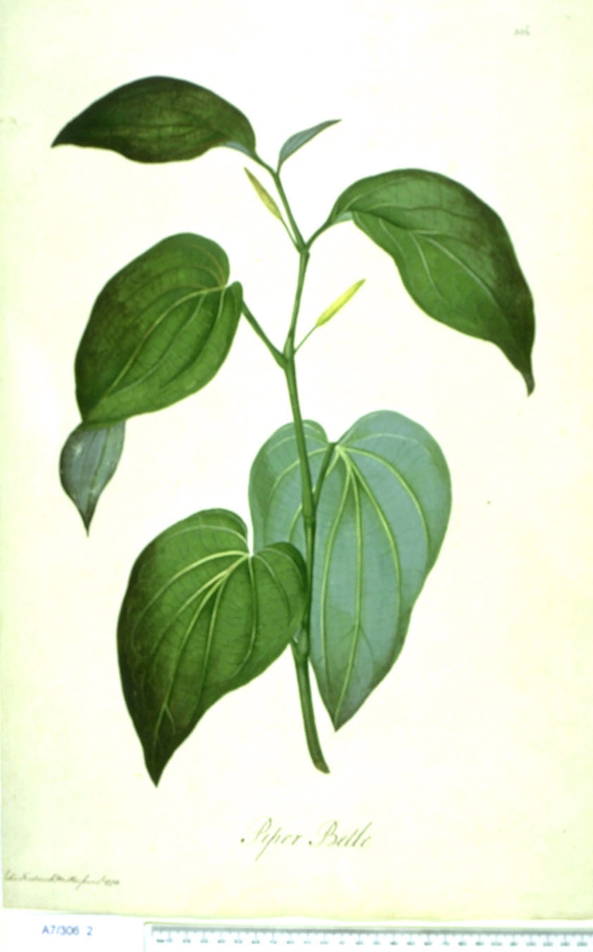 no full size  illustration available (3a)