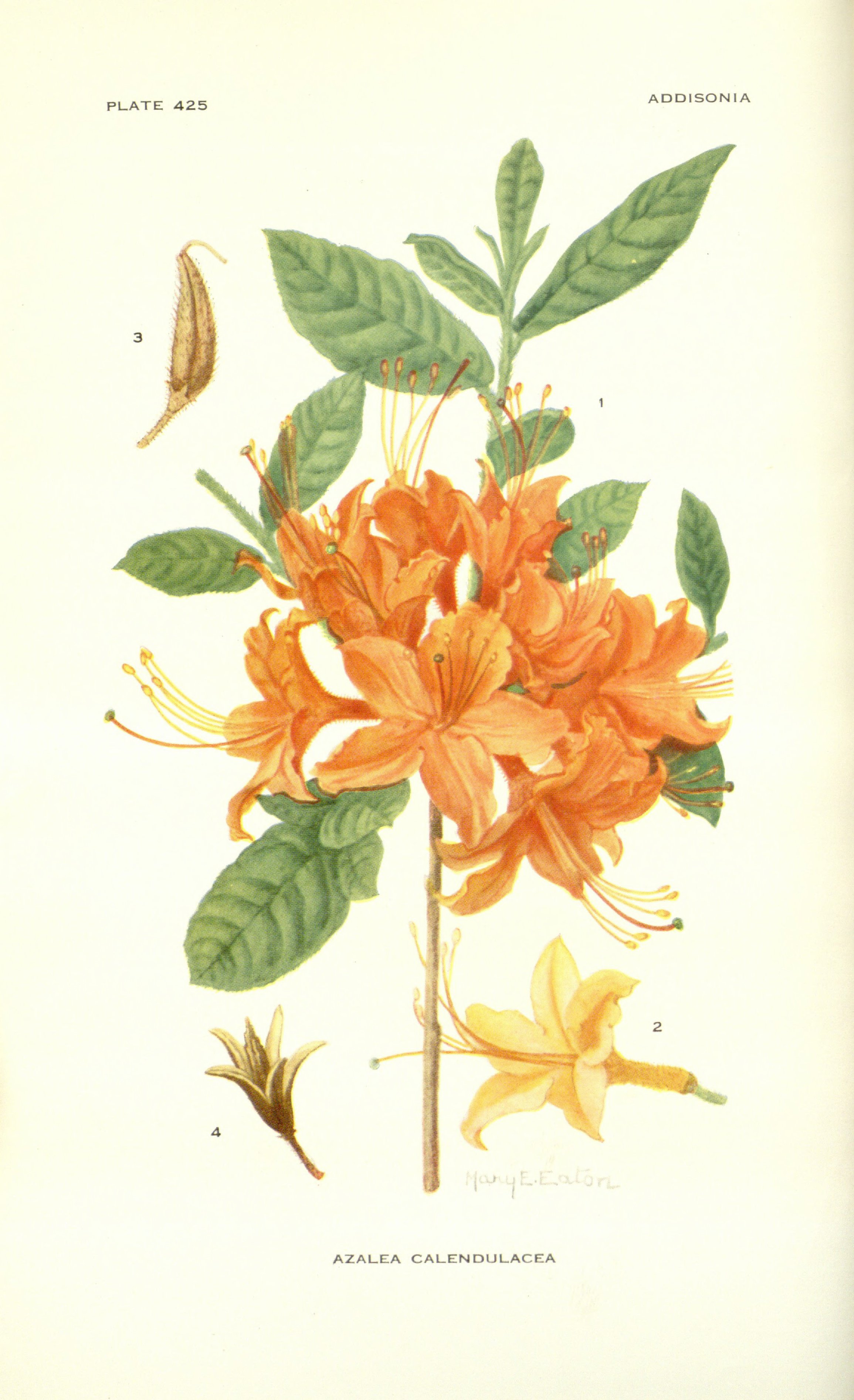 no full size  illustration available (3a)