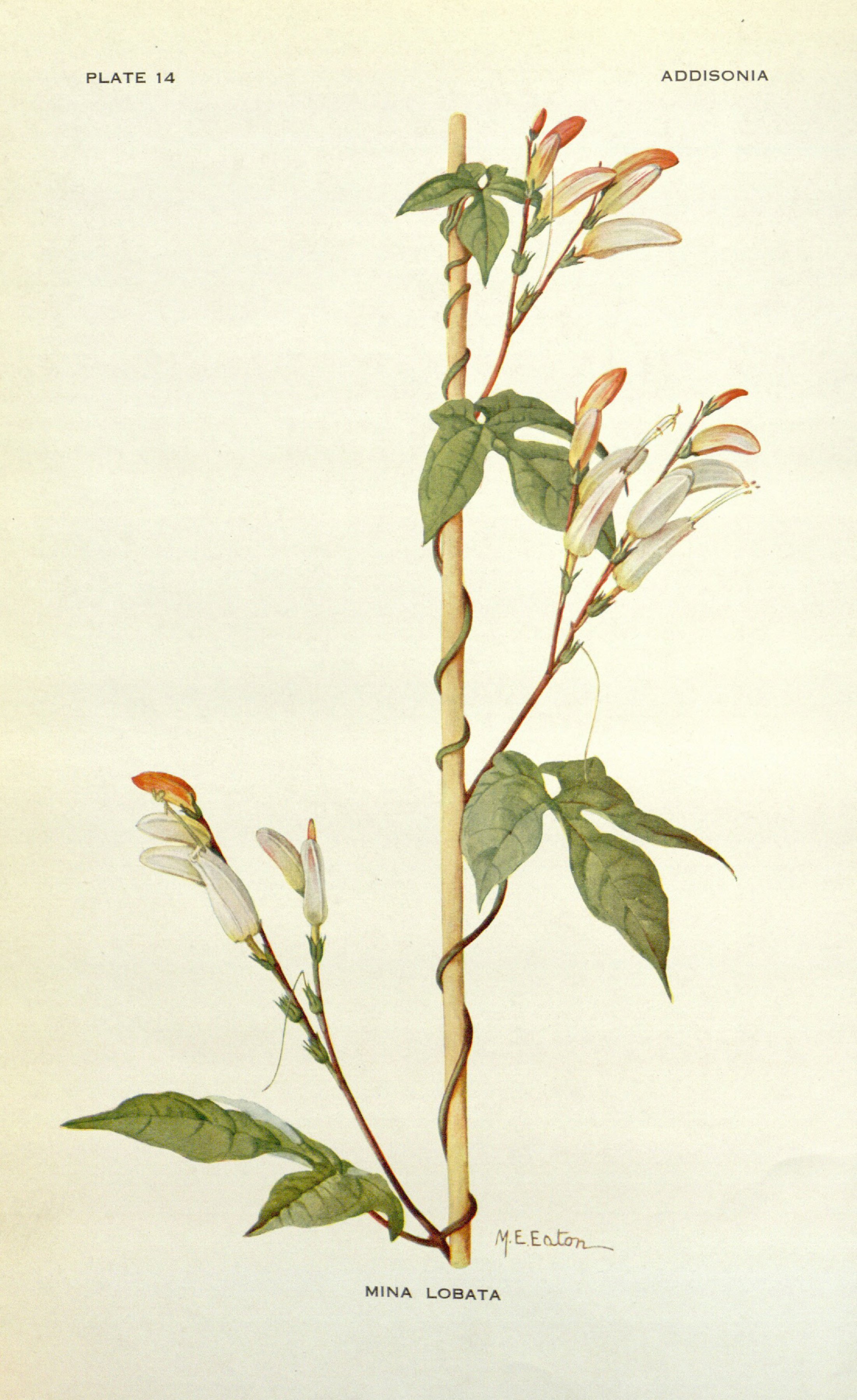 no full size  illustration available (3a)