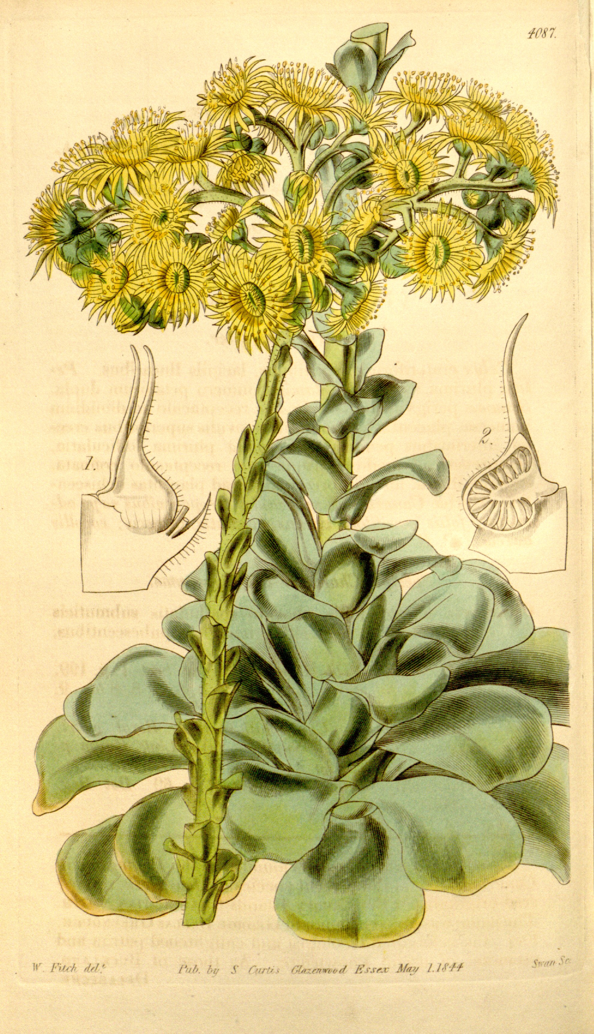 no full size  illustration available (3a)