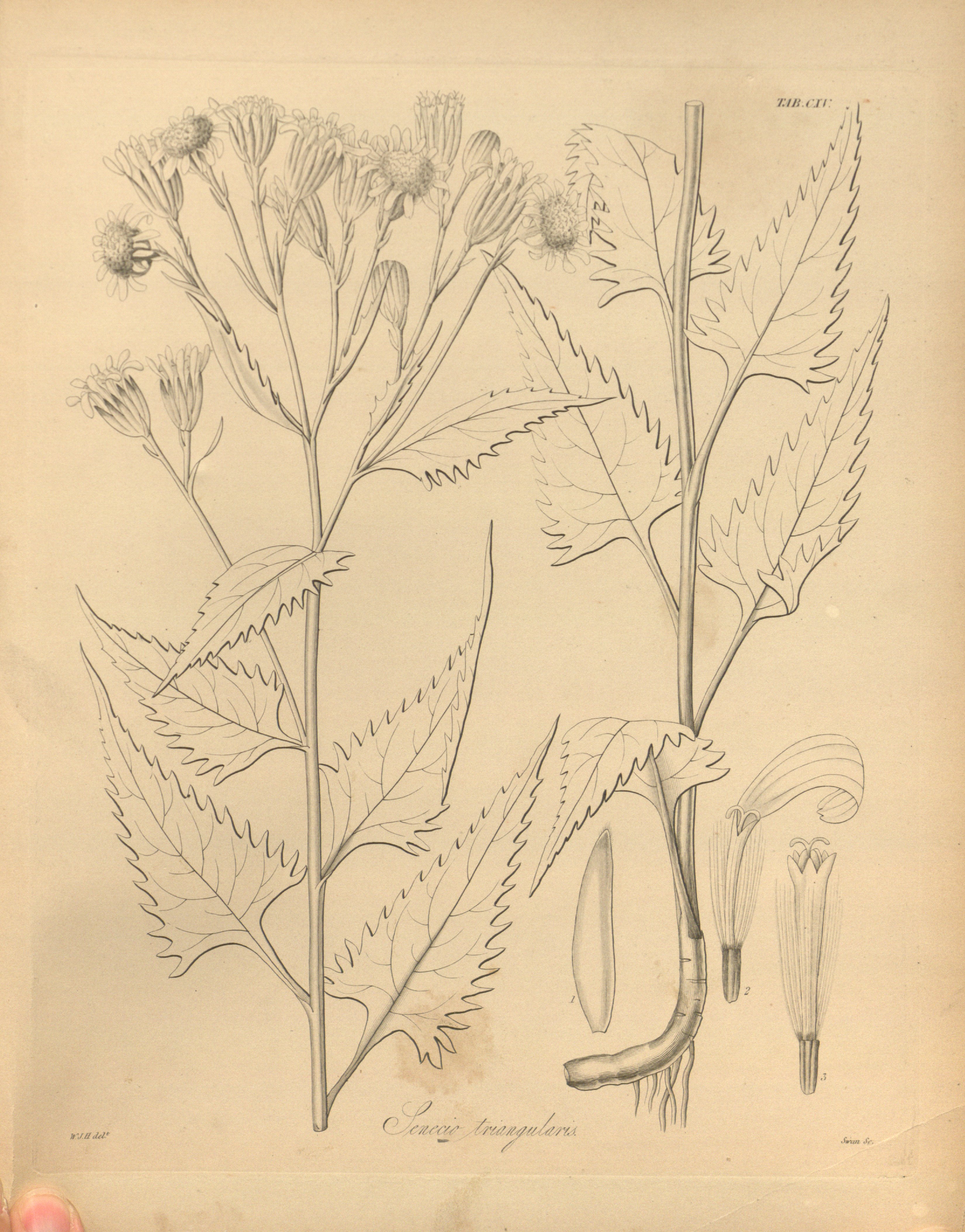 no full size  illustration available (3a)