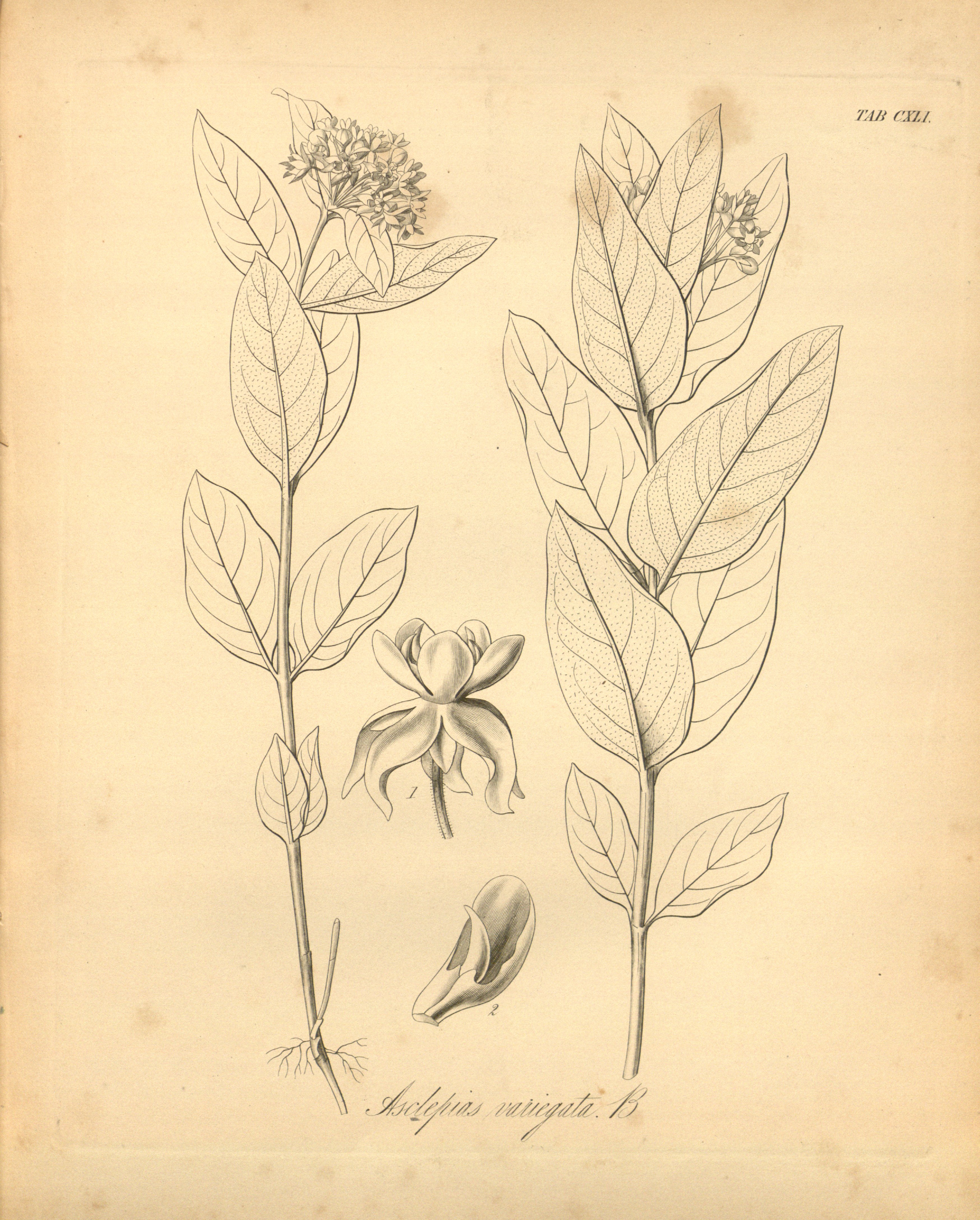 no full size  illustration available (3a)