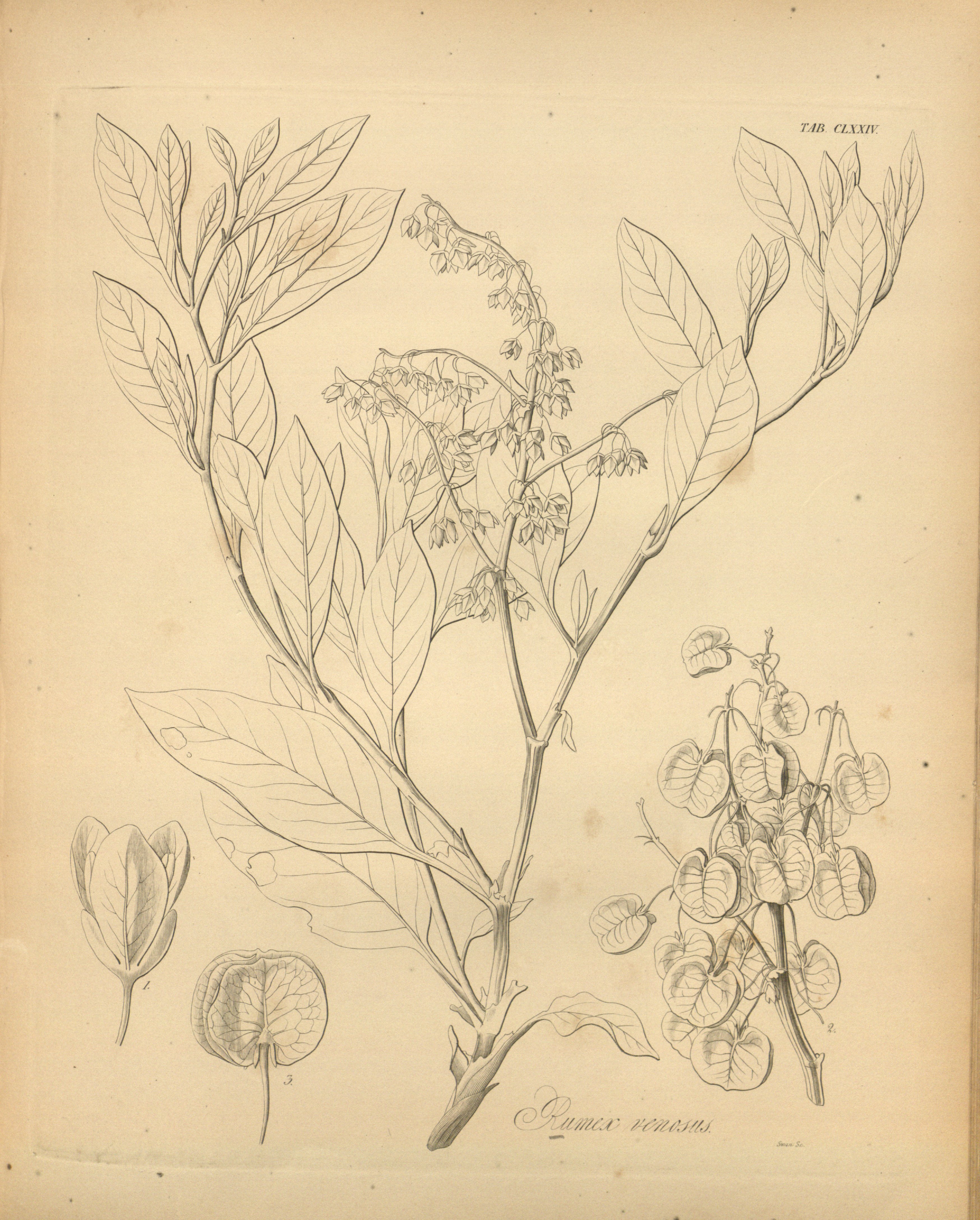 no full size  illustration available (3a)