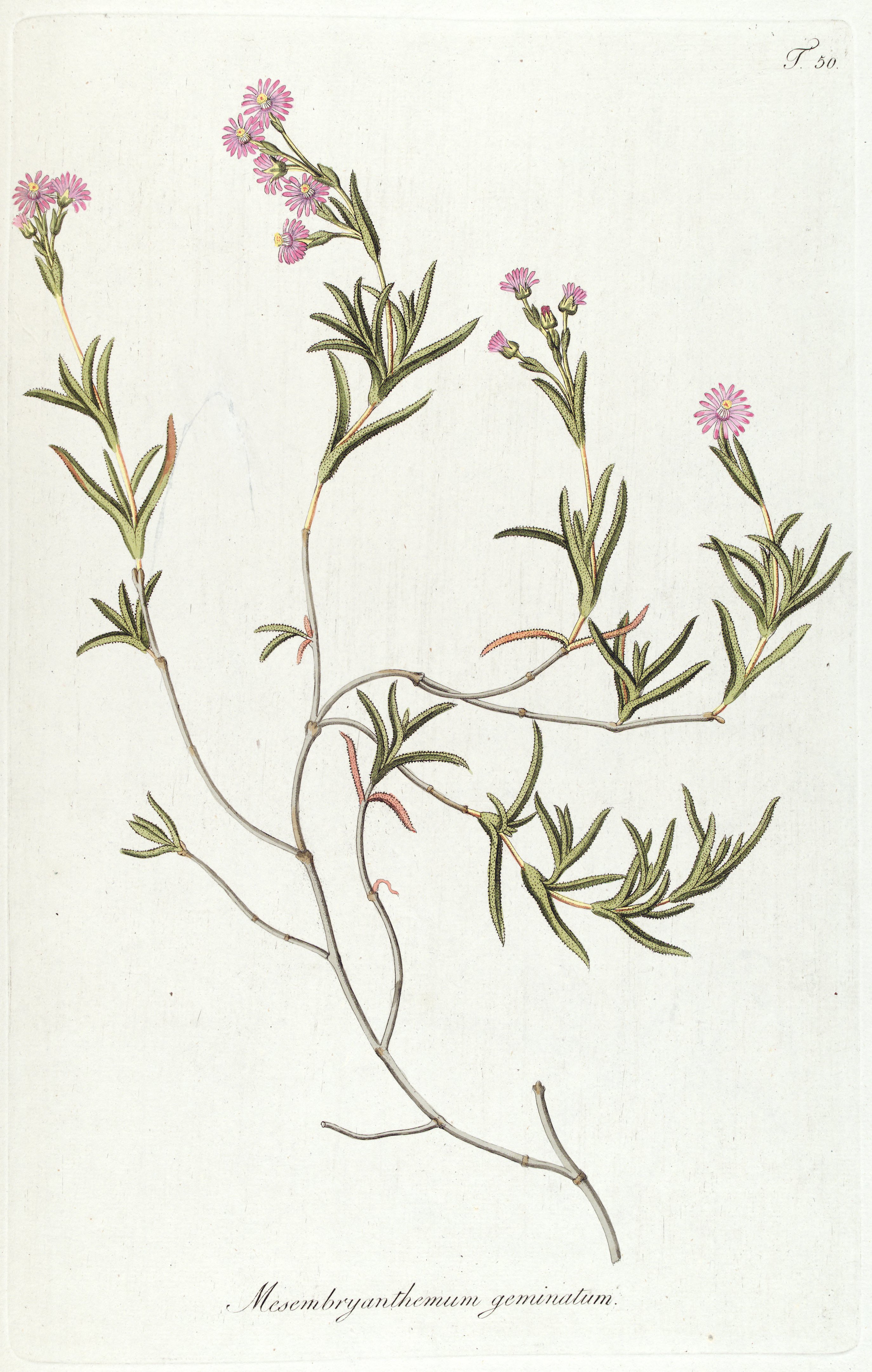 no full size  illustration available (3a)