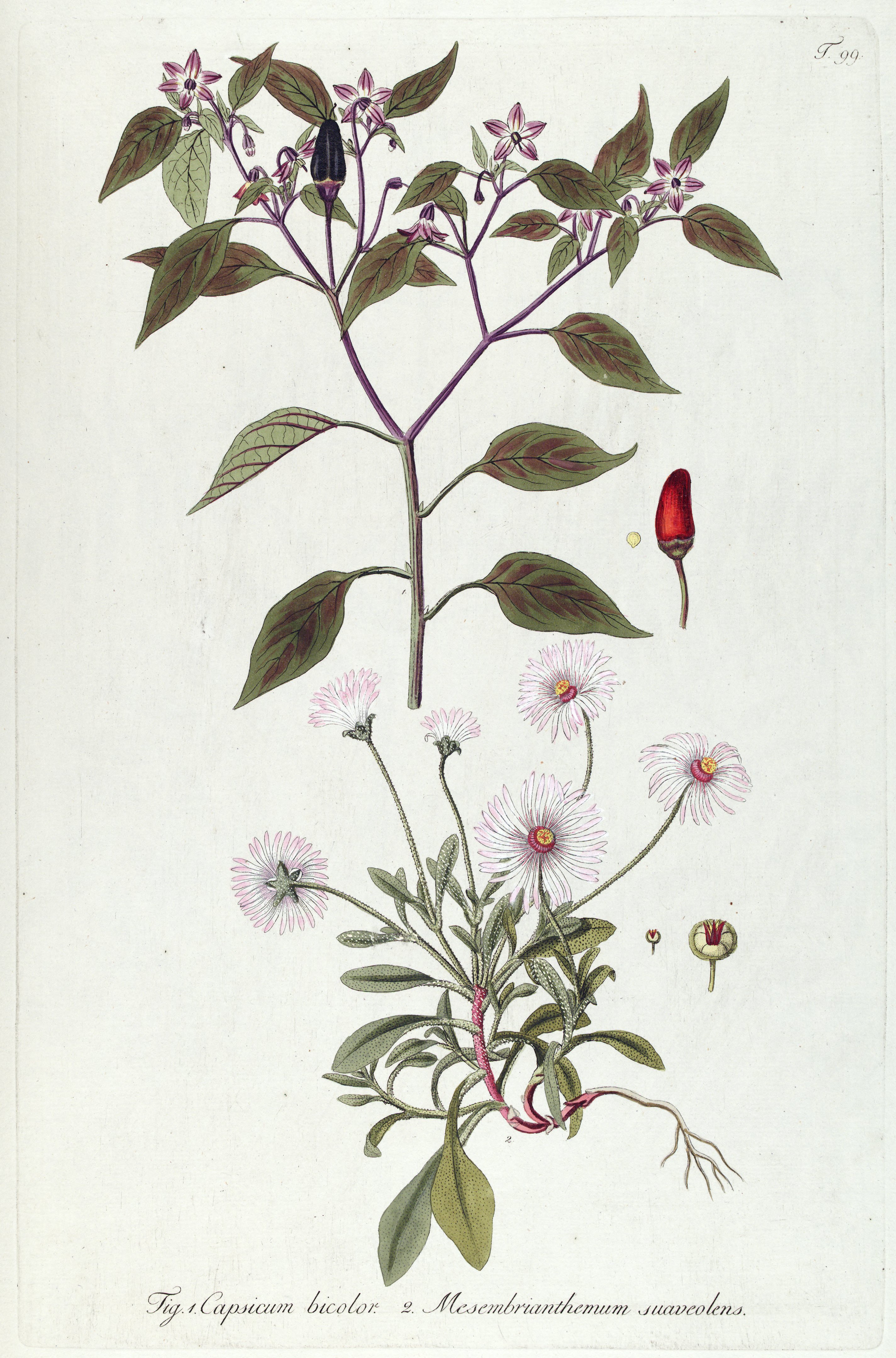 no full size  illustration available (3a)