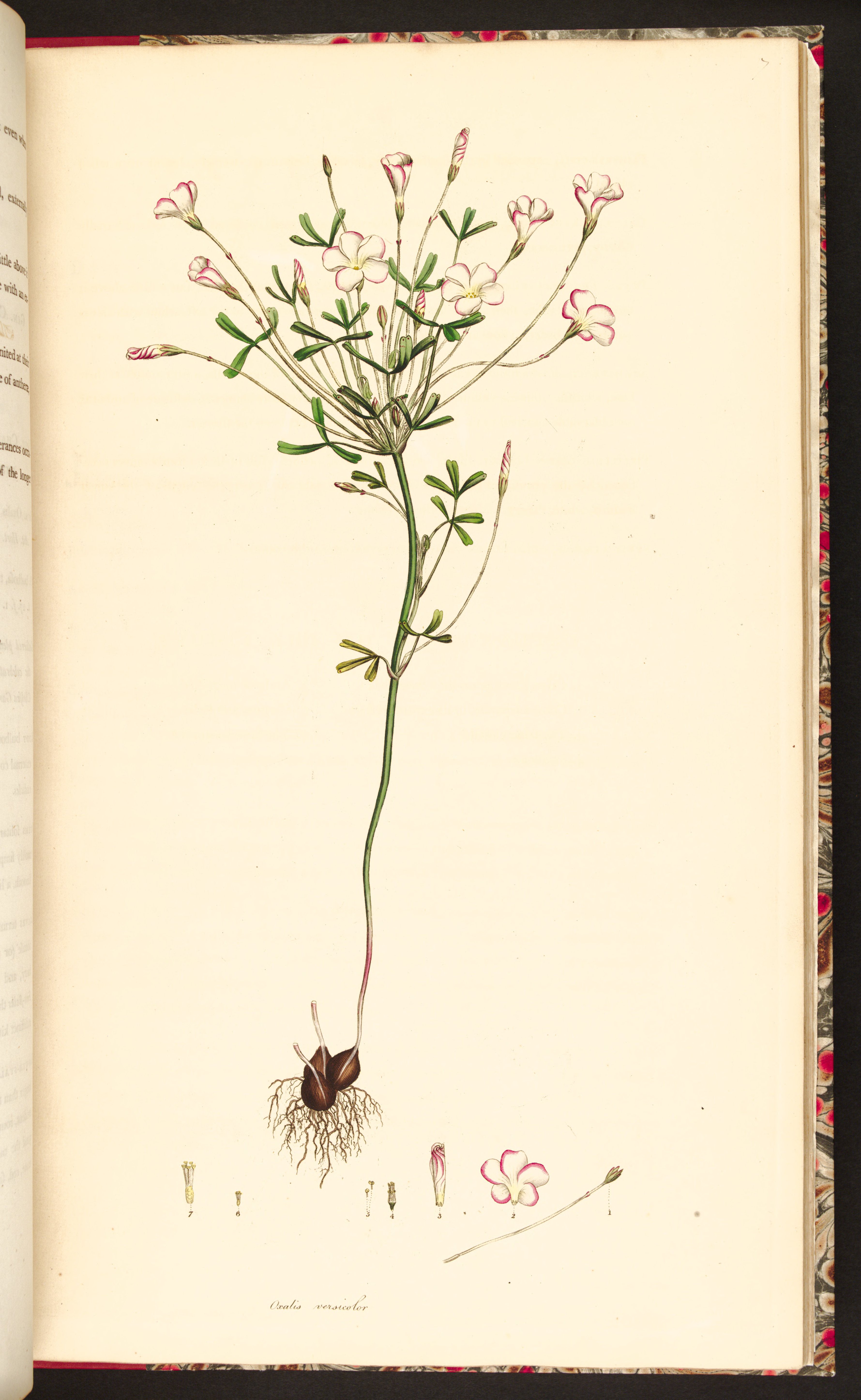 no full size  illustration available (3a)