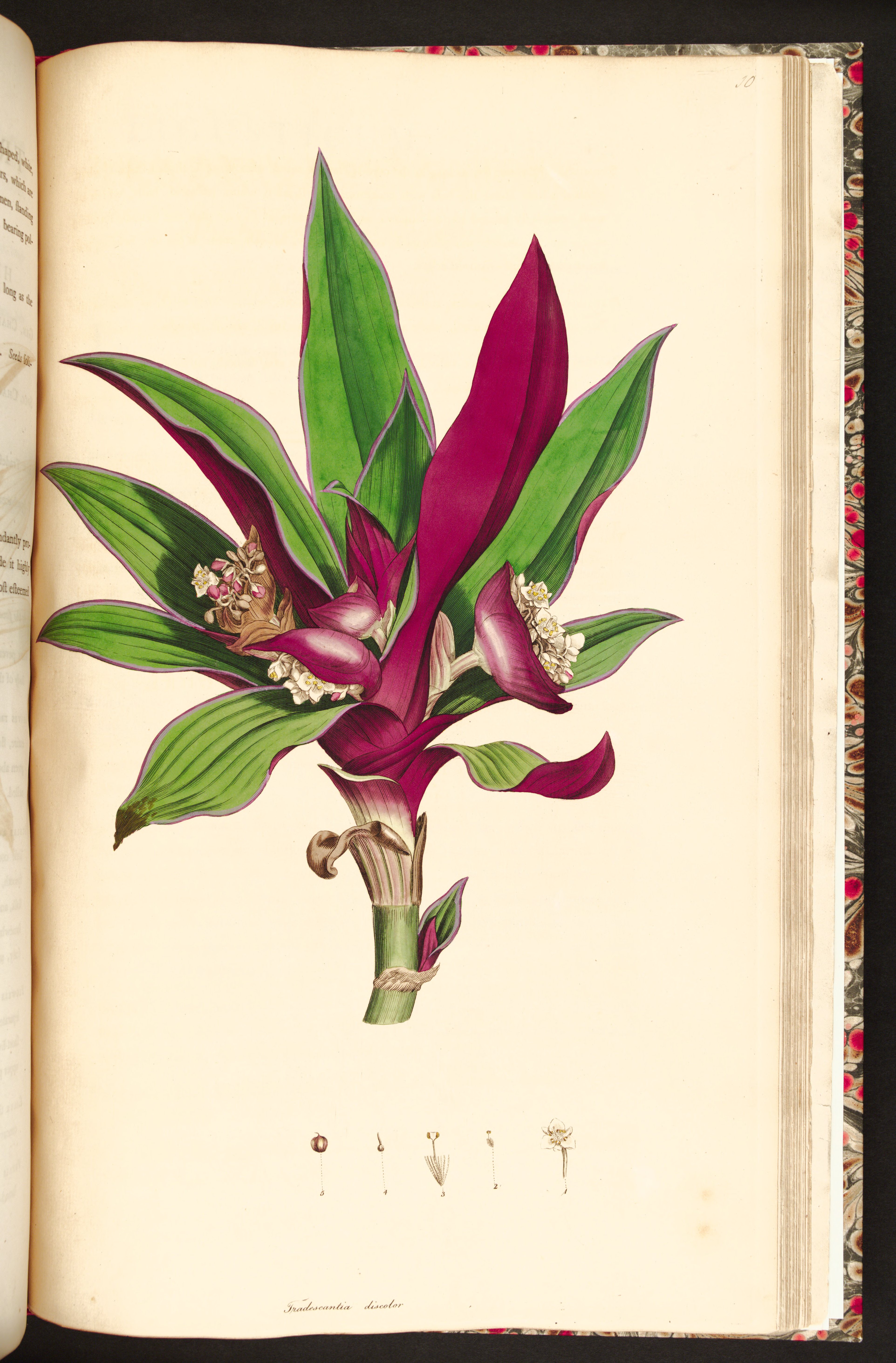 no full size  illustration available (3a)