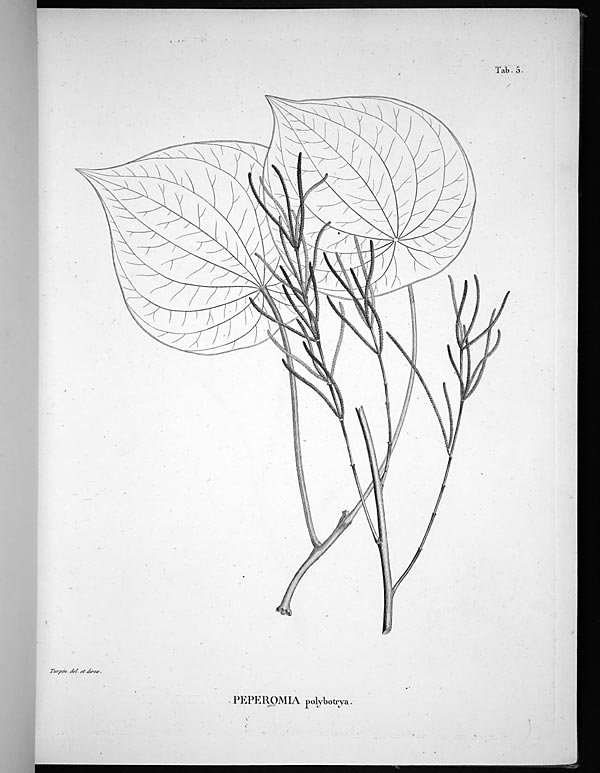 no full size  illustration available (3a)