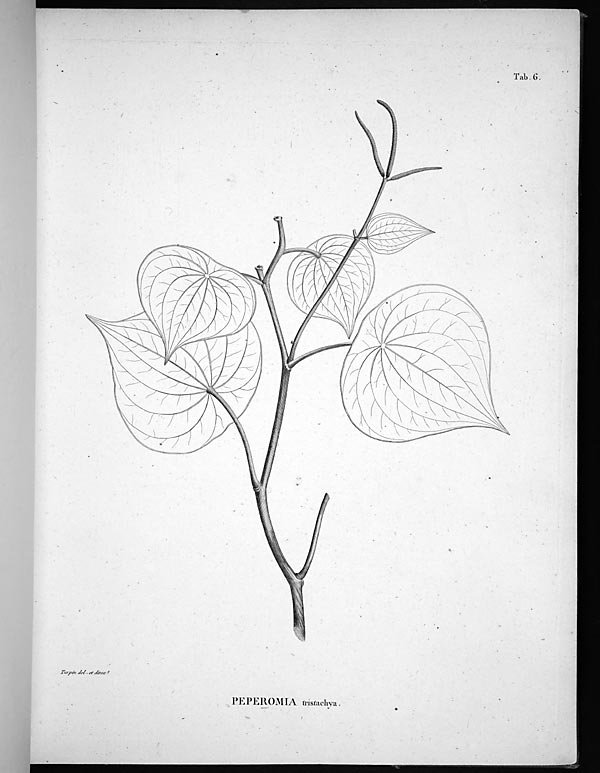 no full size  illustration available (3a)