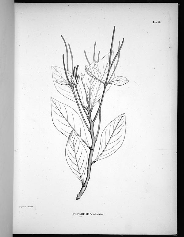 no full size  illustration available (3a)