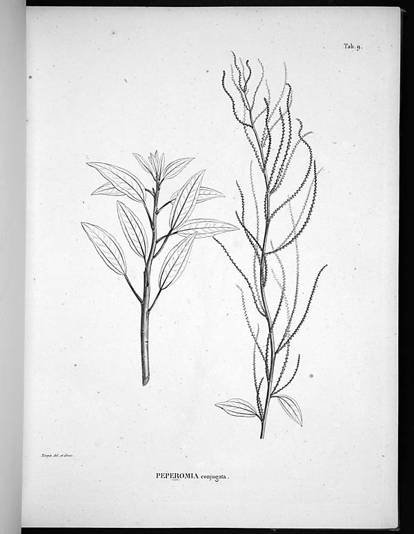 no full size  illustration available (3a)