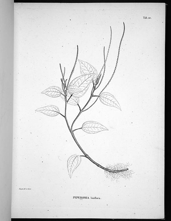 no full size  illustration available (3a)