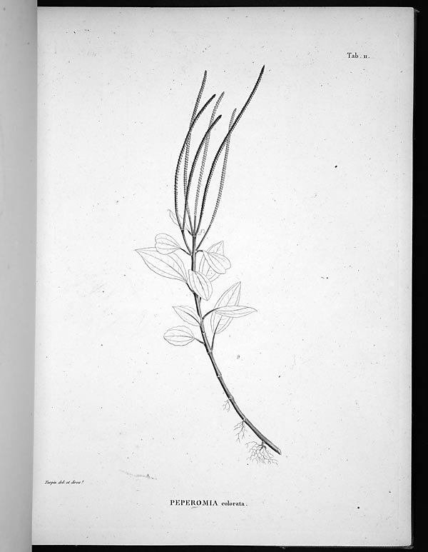 no full size  illustration available (3a)