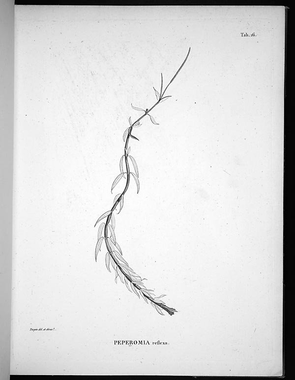 no full size  illustration available (3a)