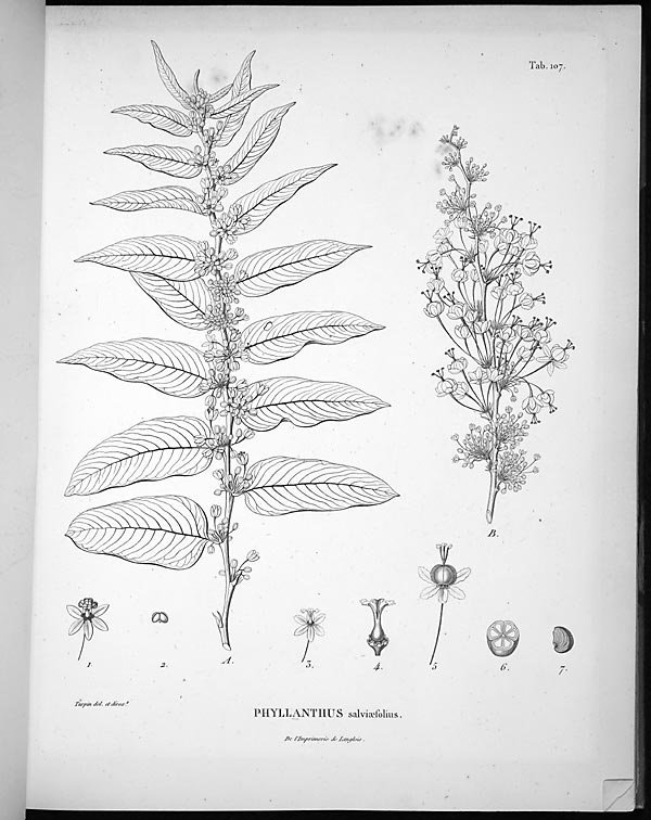 no full size  illustration available (3a)