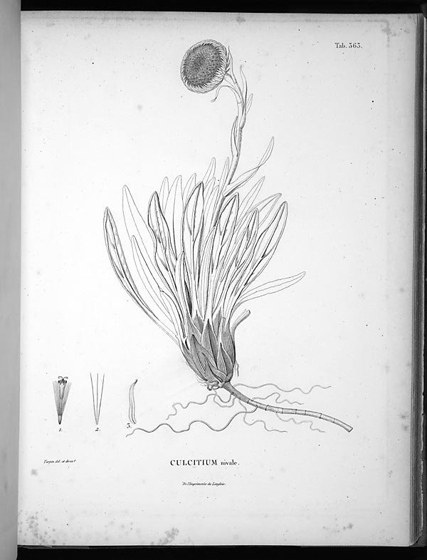 no full size  illustration available (3a)