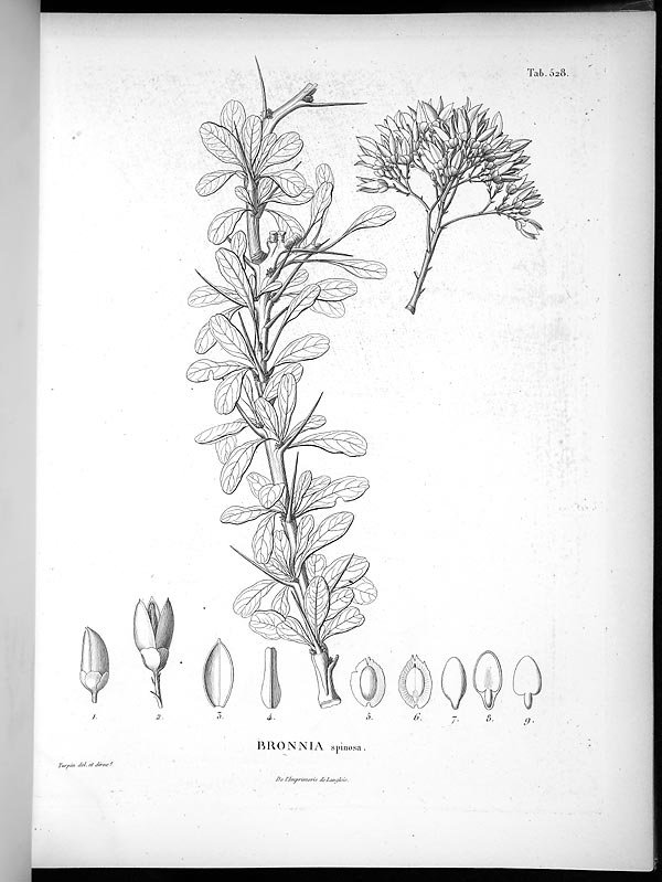 no full size  illustration available (3a)