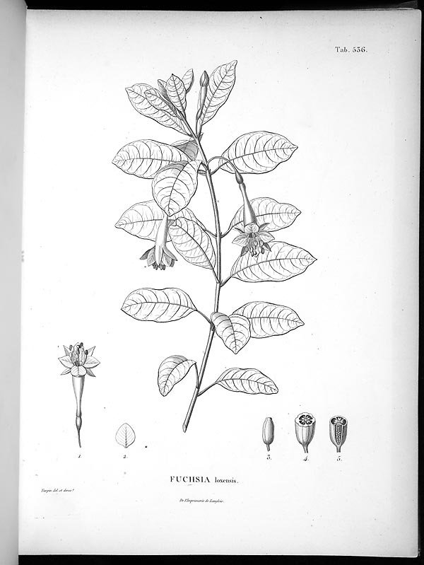 no full size  illustration available (3a)