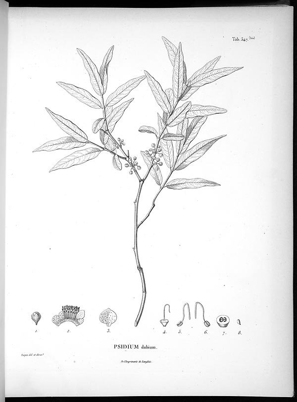 no full size  illustration available (3a)