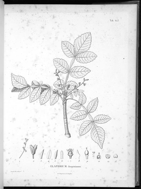 no full size  illustration available (3a)