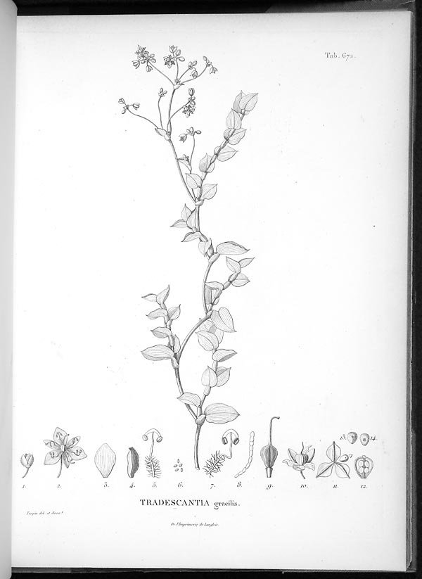 no full size  illustration available (3a)