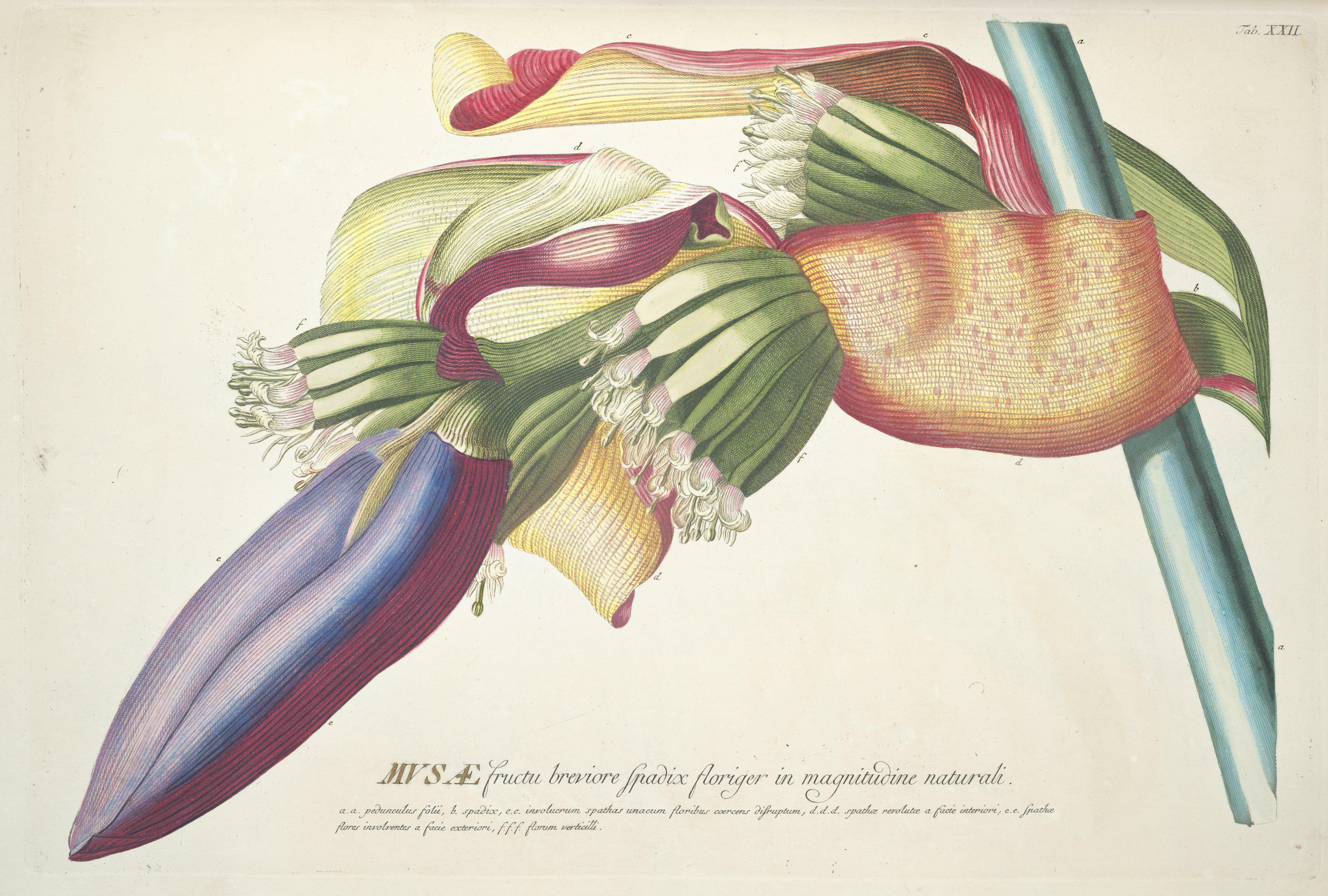 no full size  illustration available (3a)