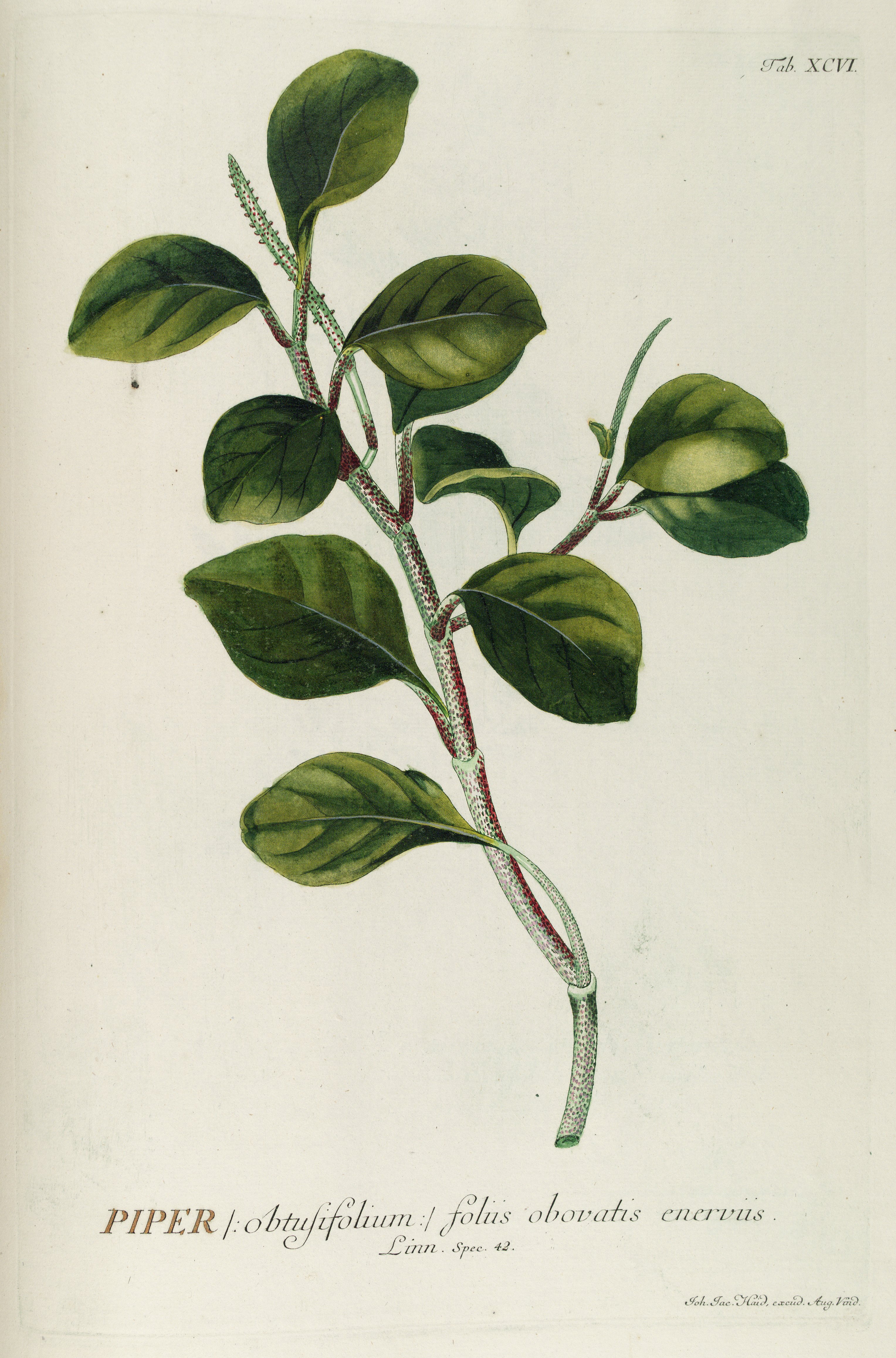 no full size  illustration available (3a)