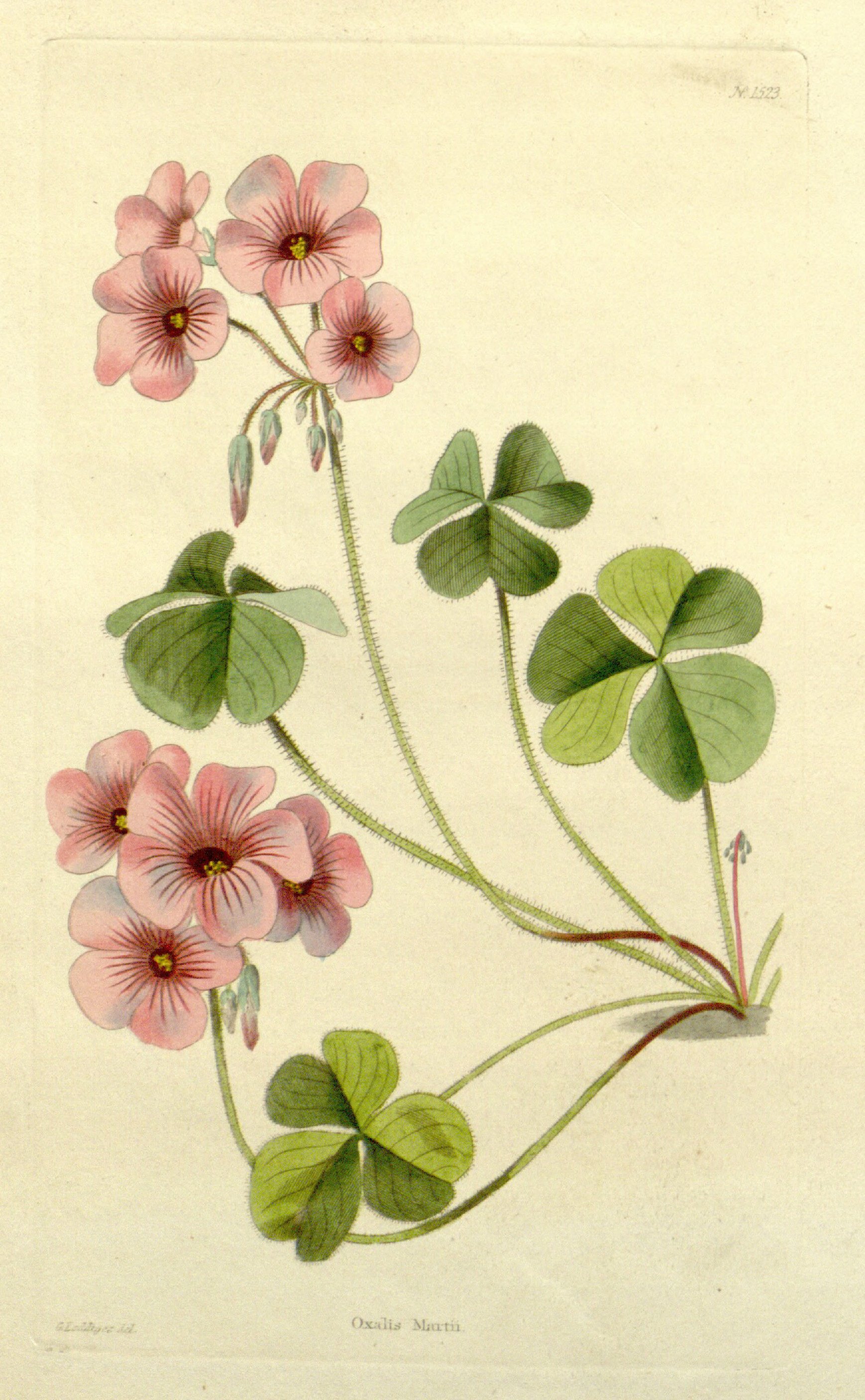 no full size  illustration available (3a)