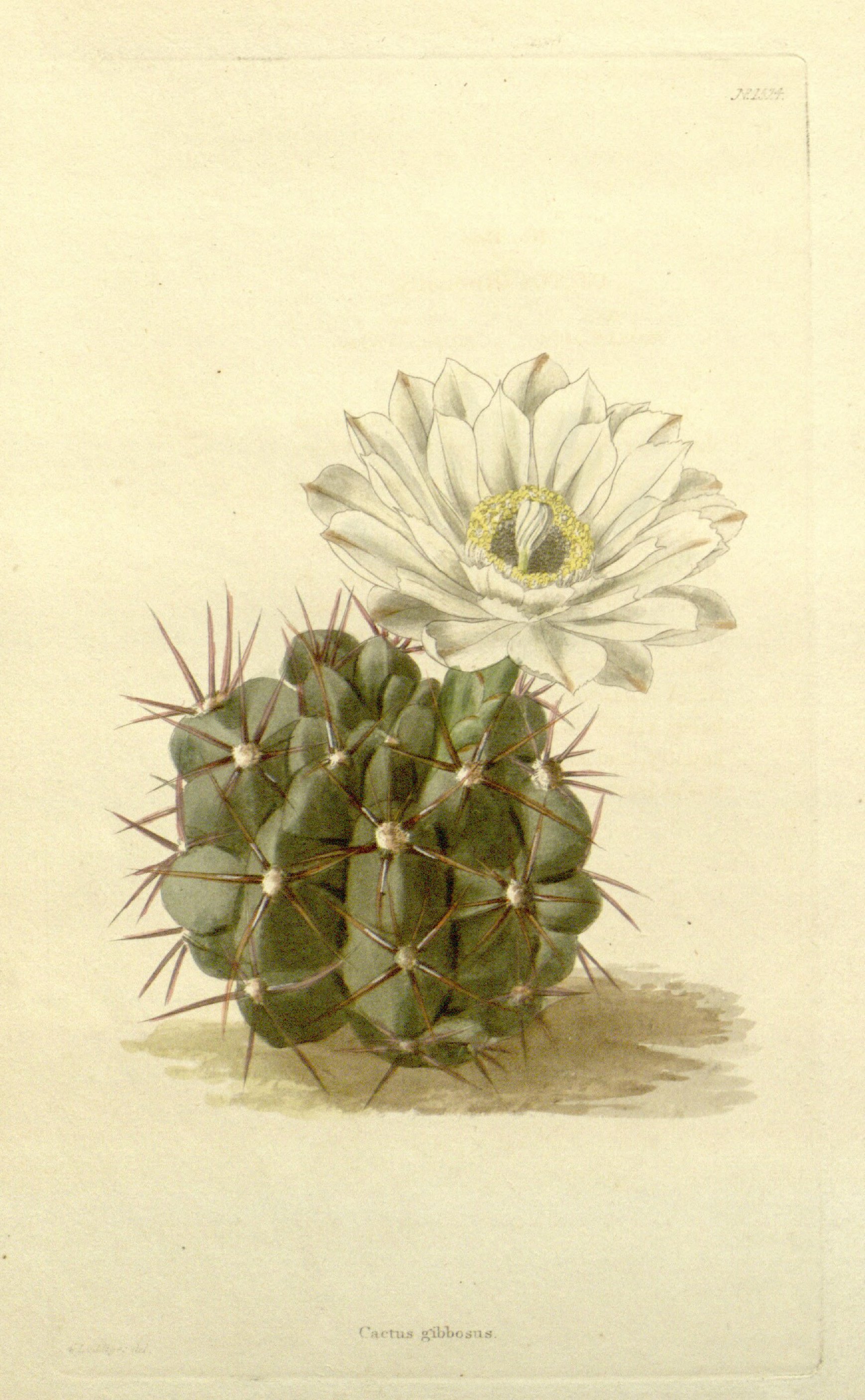 no full size  illustration available (3a)